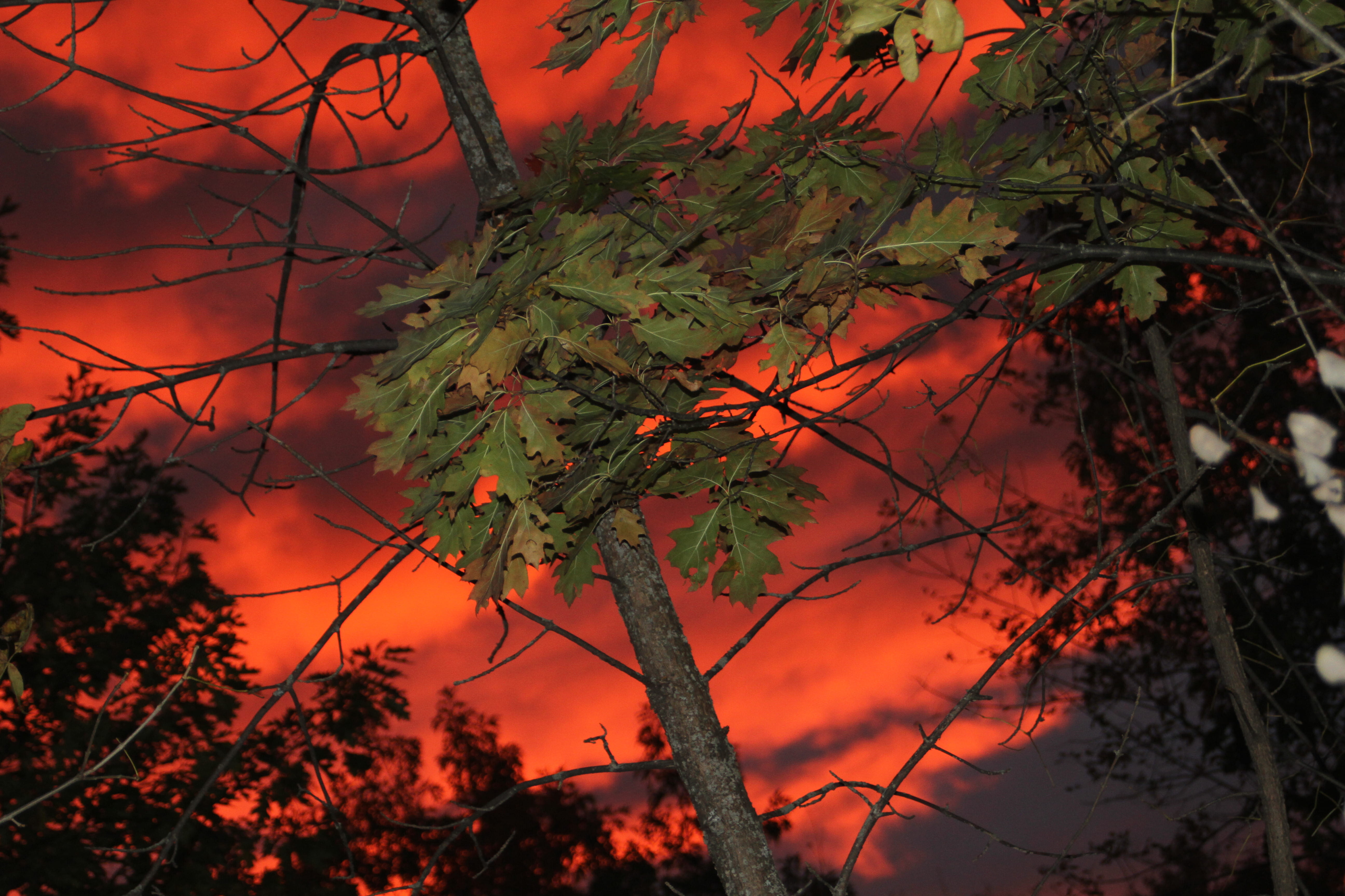 minnesota, cloud - sky, 5K, leaf, night, sky, branch, autumn, tranquil scene, sunset, outdoors, tree, plant part, camping, duluth, plant, low angle view, HD Wallpaper