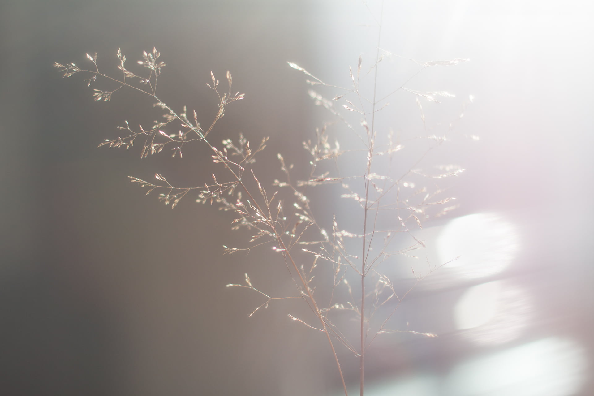 f/2.0, backgrounds, flare, bright  grey, dof, selective focus, focus, soft light, Canon EOS 50D, sunshine, plant, beige, USM, poetic, photography, flower, HD Wallpaper