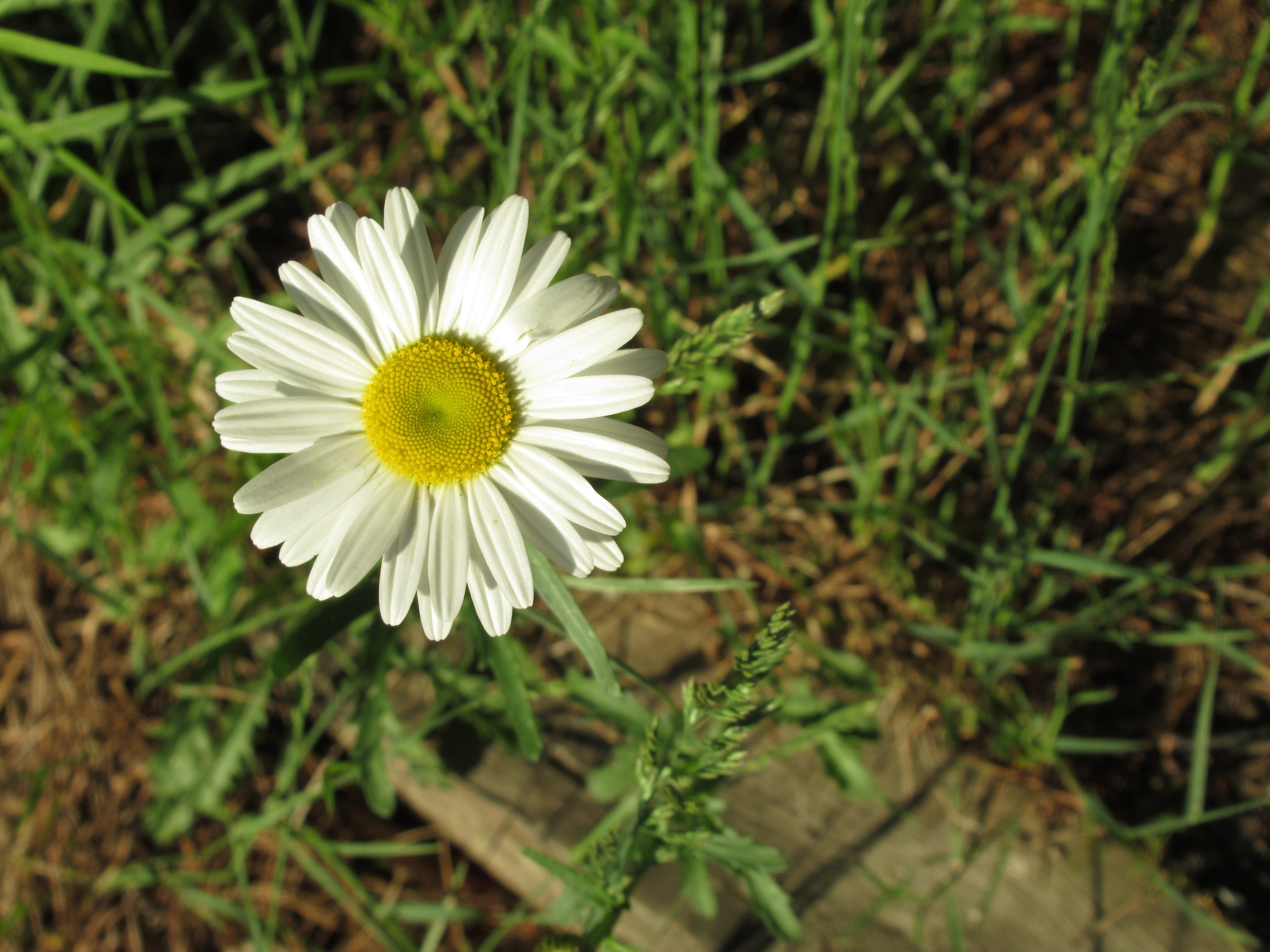 petal, fields, forest, flowering plant, romantic, poetic, photograph, pollen, growth, day, female, inflorescence, plant, no people, flower head, white, HD Wallpaper