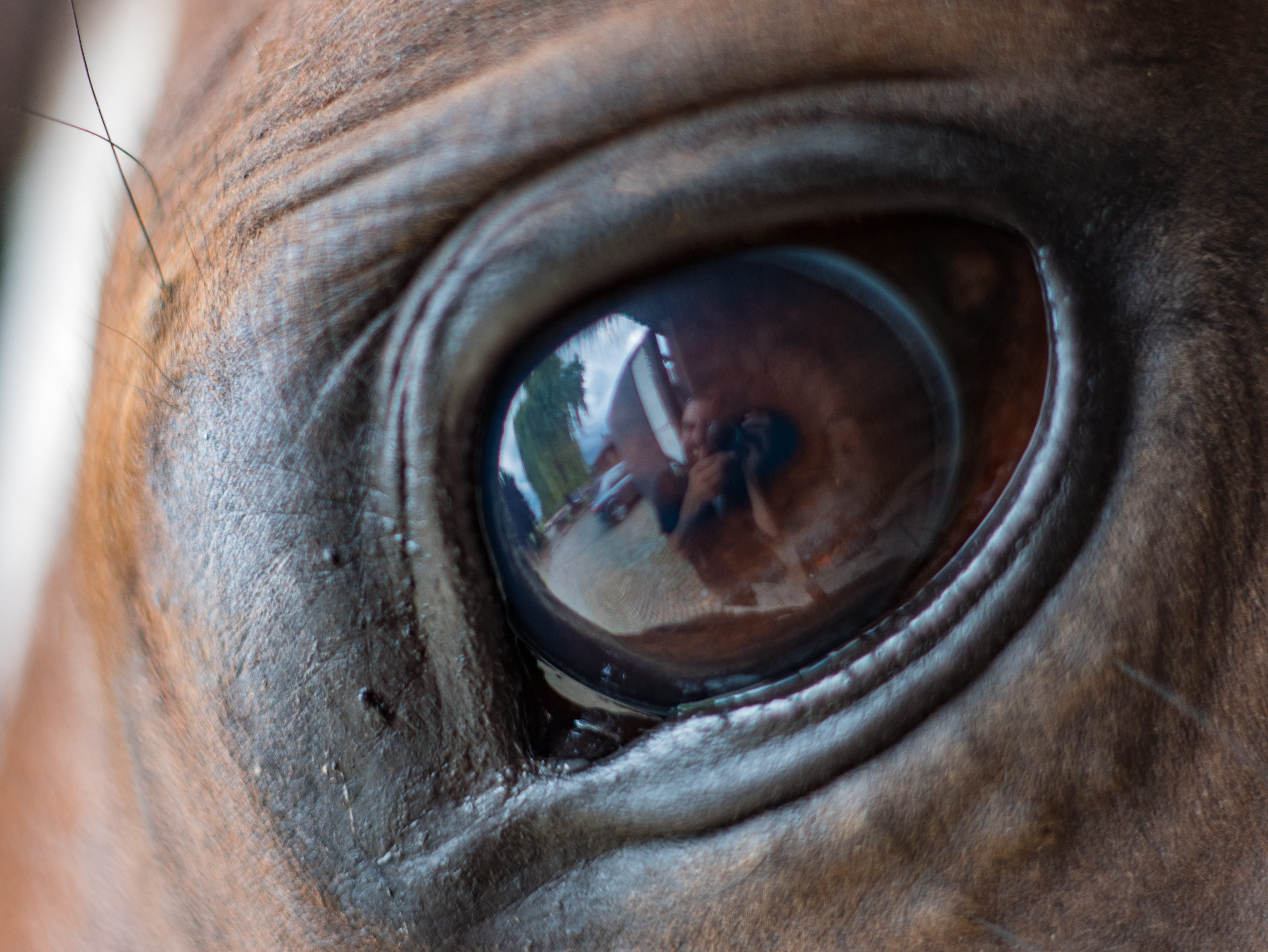 photographer, photographing, animal, reflection, horsing, iris - eye, human eye, sensory perception, eye, camera - photographic equipment, belgium, human body part, HD Wallpaper