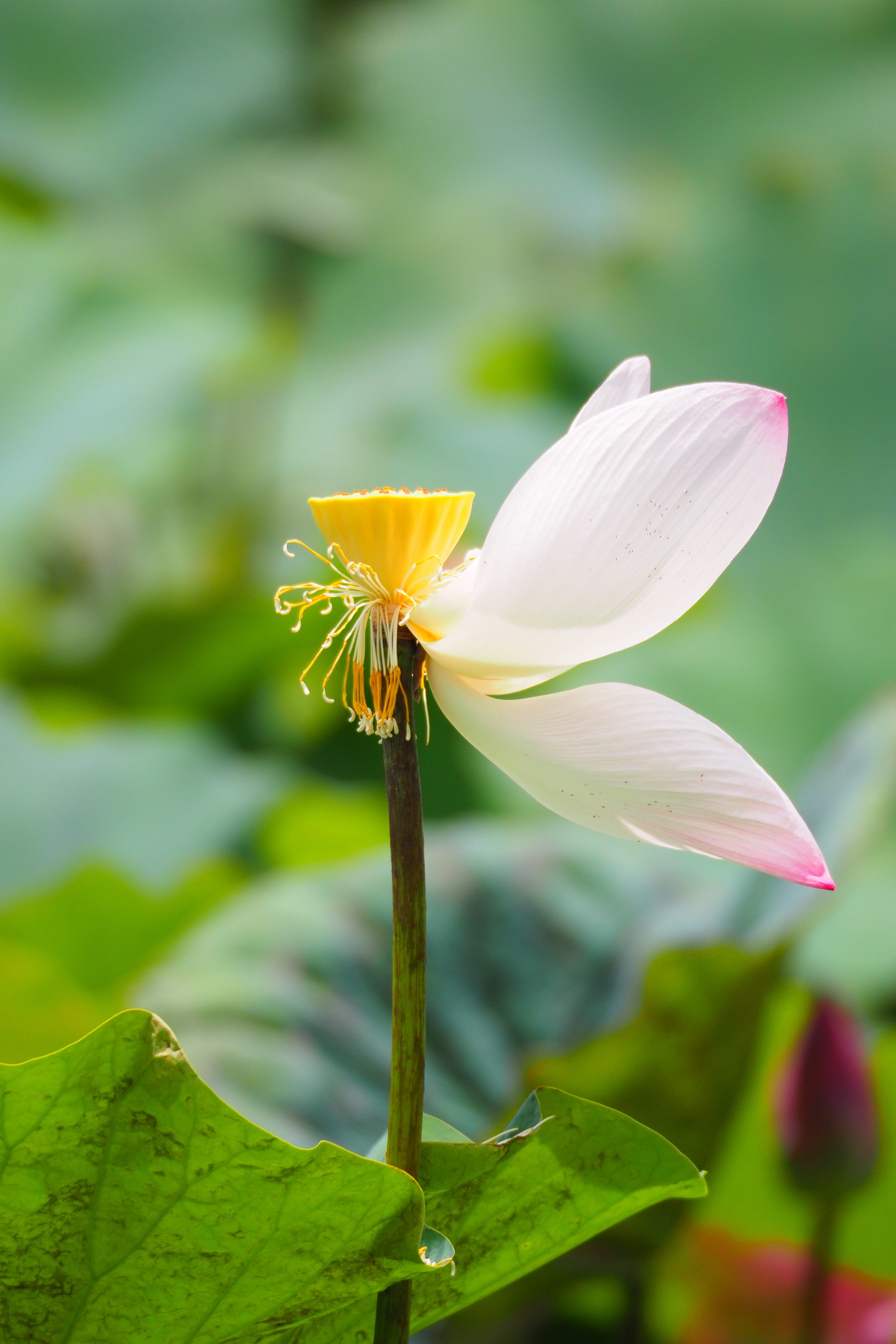 plant stem, botanical garden, petal, lotus, 5K, pollen, the residual charge, beauty in nature, lotus water lily, taipei, focus on foreground, outdoors, Phone HD Wallpaper