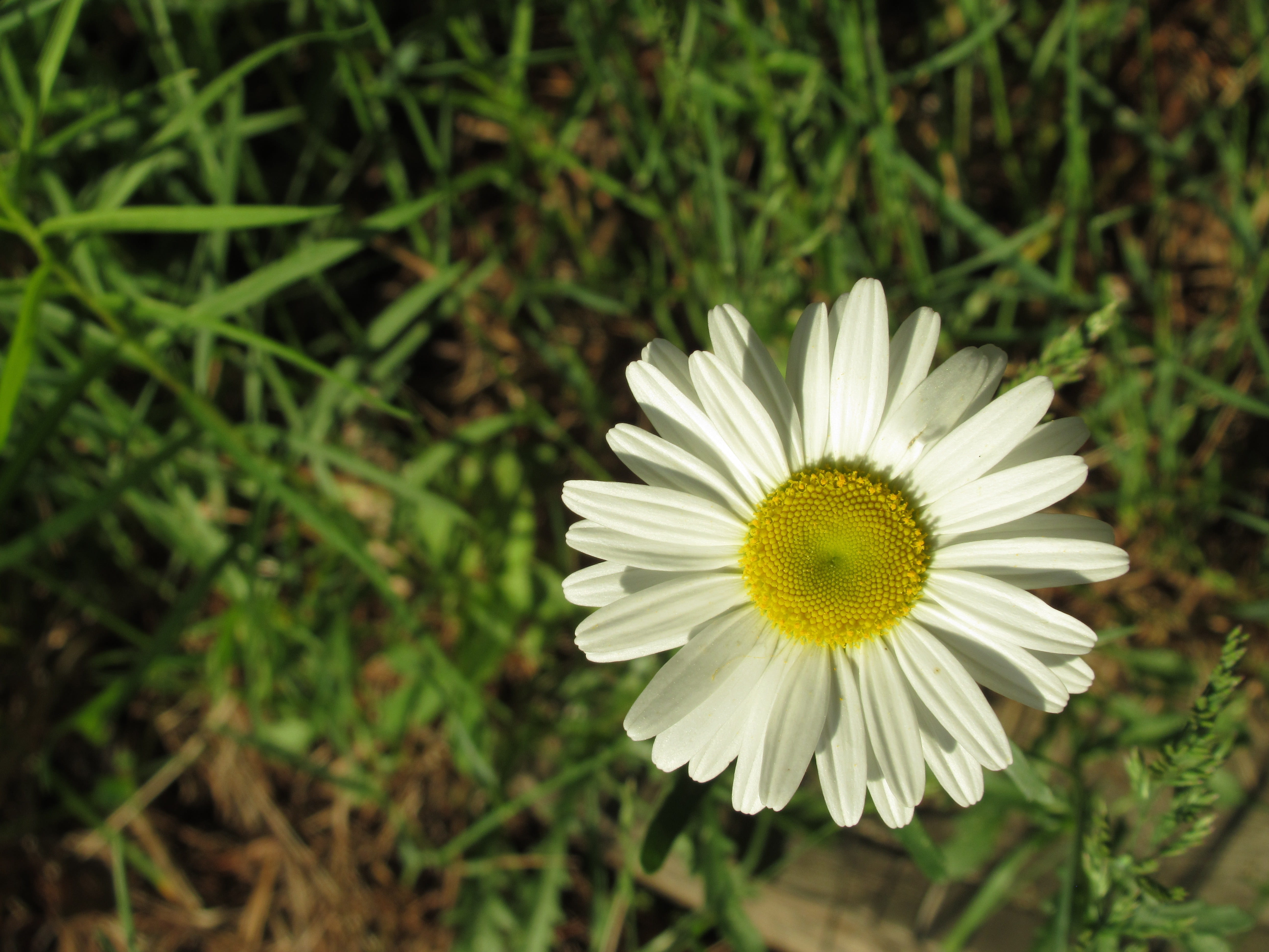 pollen, garden, white, white color, land, flowering plant, no people, meadows, photo, daisies, blossom, petal, flower head, poetic, green color, spring, HD Wallpaper