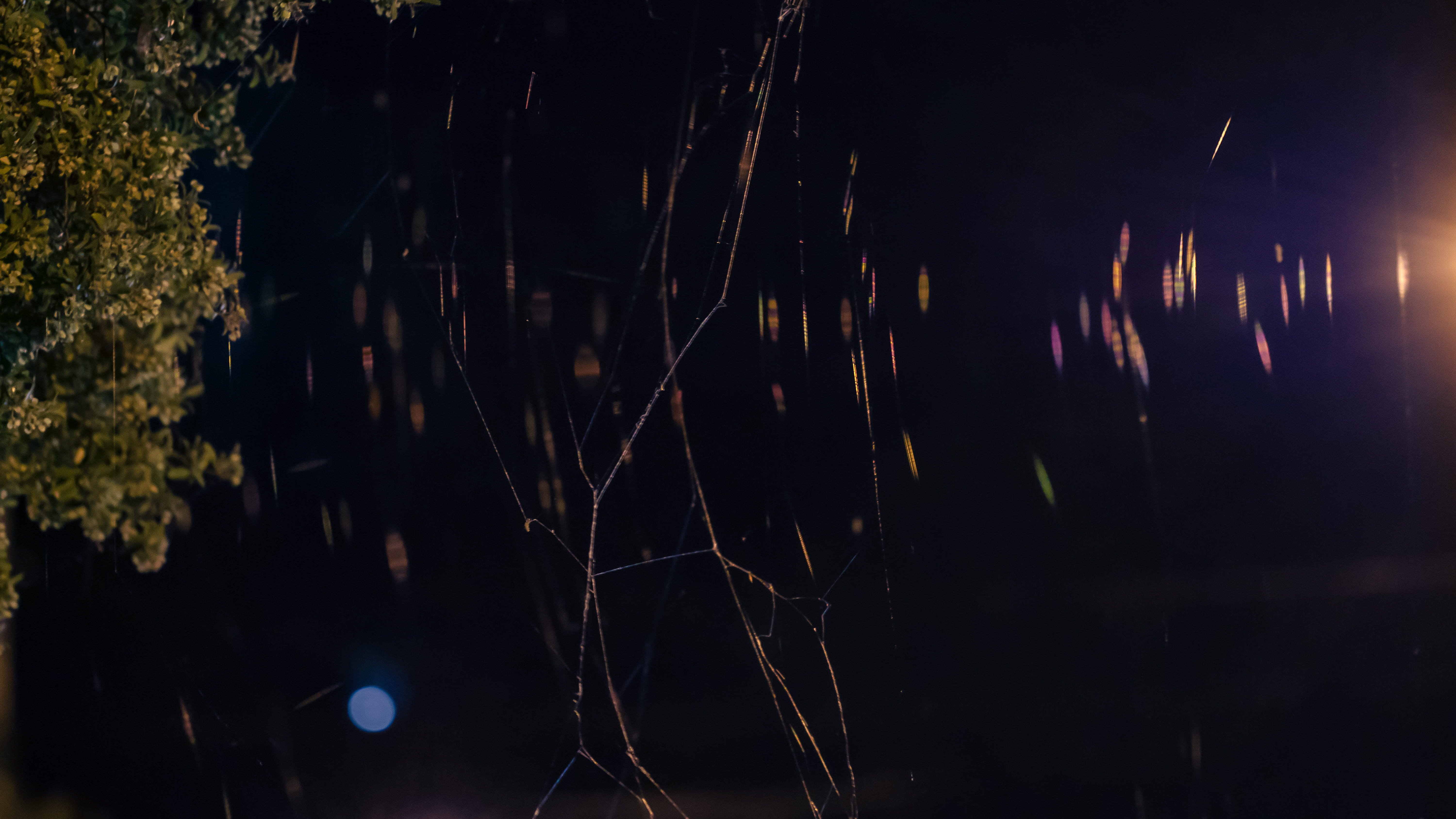 light, plant, fireworks, tranquil scene, motion, tree, no people, tranquility, invertebrate, black widow, insect, garden spider, spider, nature, long exposure, HD Wallpaper