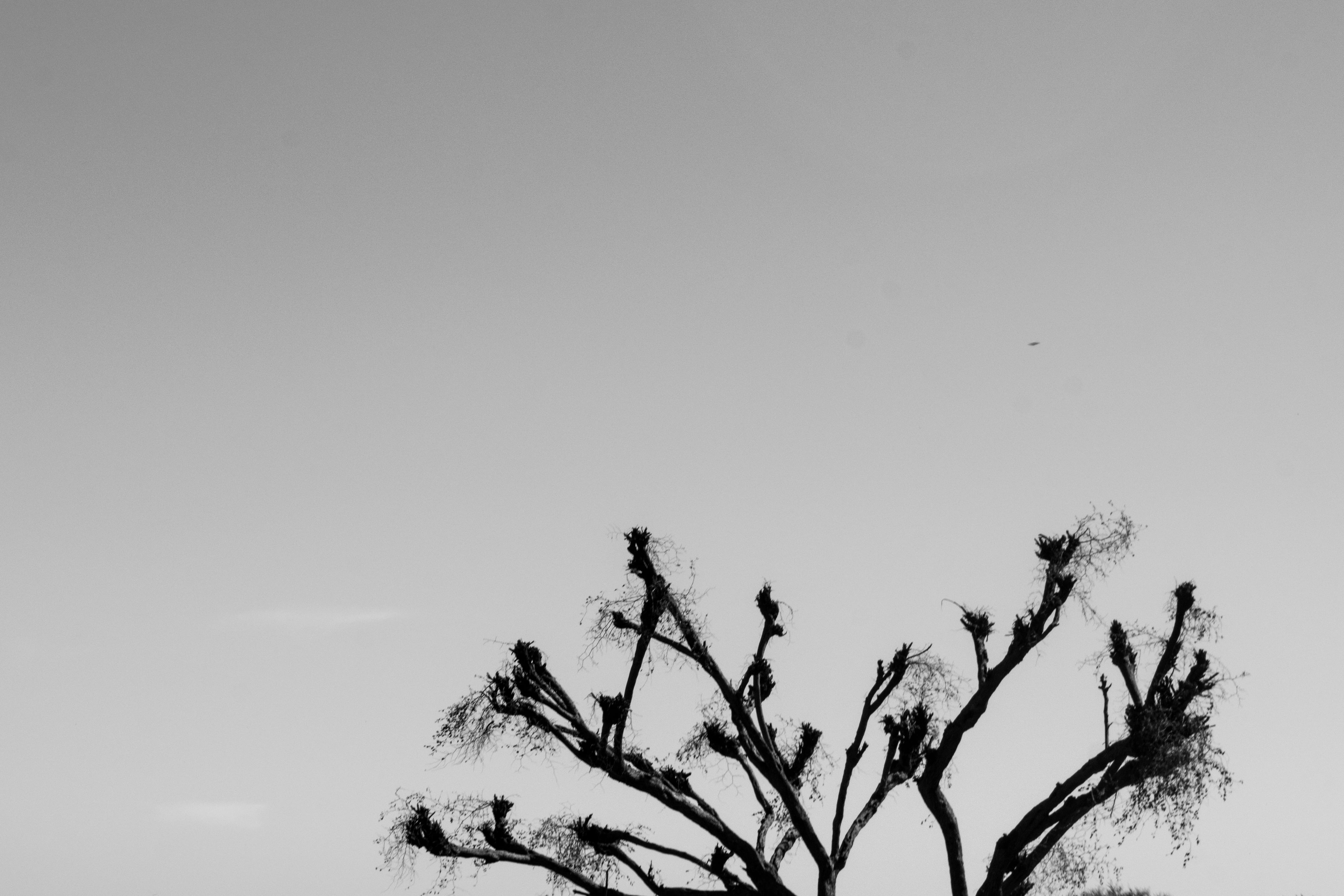 nature, tranquil scene, scenics - nature, day, outdoors, monochrome, 4K, environment, minimal, black and white, pakistan, tree, copy space, sky, tranquility, HD Wallpaper