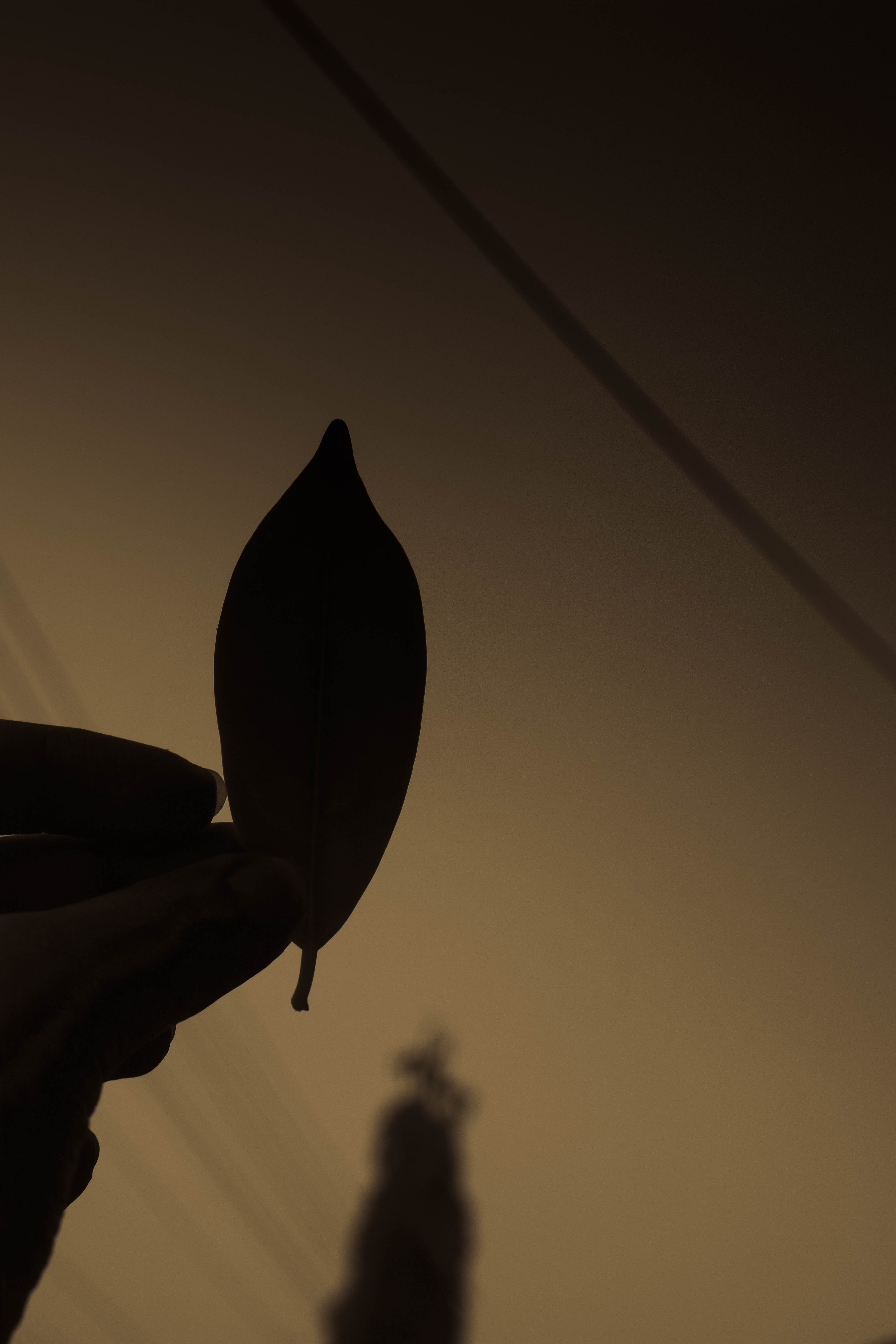 5K, karachi, pakistan, close-up, holding, silhouette, leaves, human hand, lifestyles, low angle view, one person, finger, sky, focus on foreground, unrecognizable person, Phone HD Wallpaper