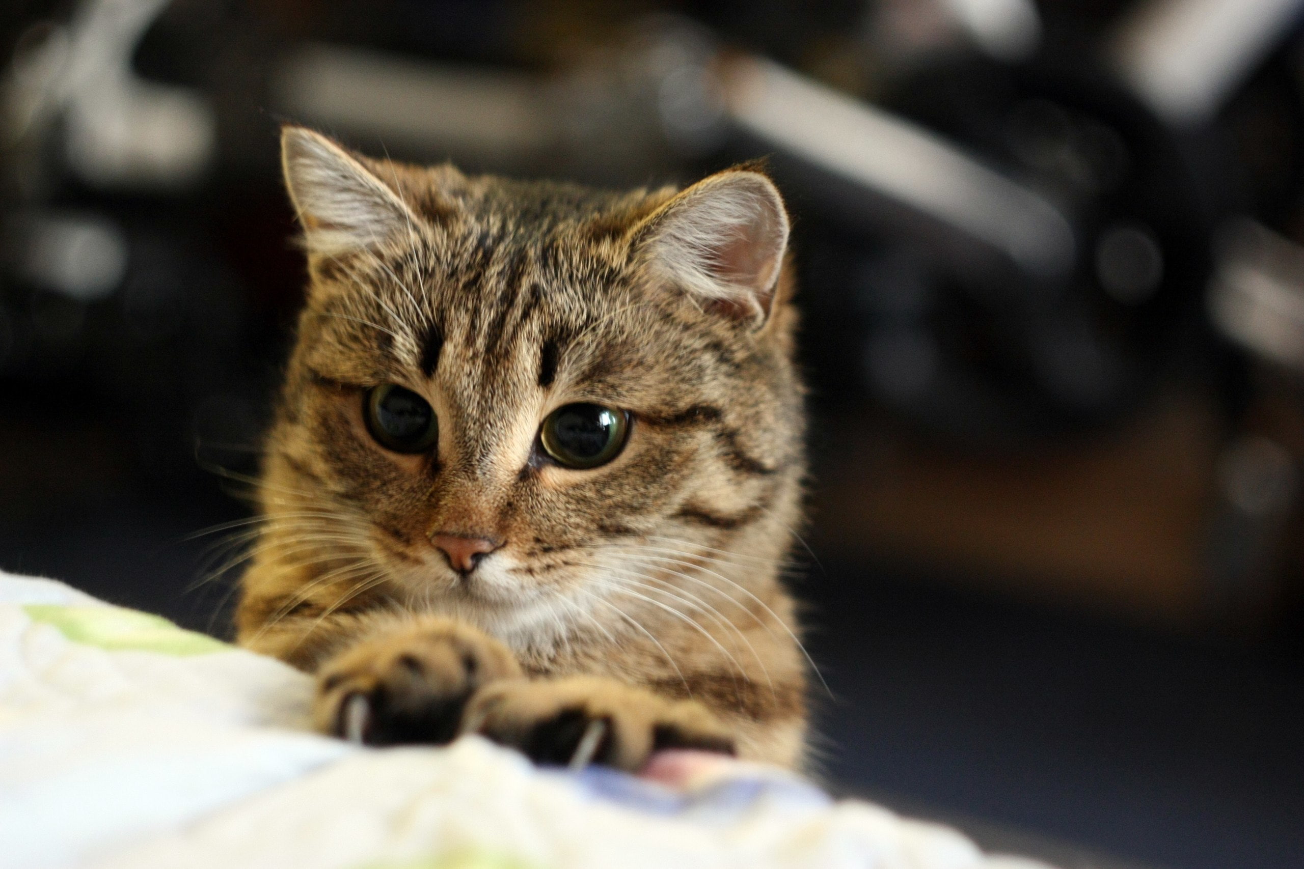 looking at camera, animal themes, looking, domestic, no people, animal Eye, fur, pets, animal head, fluffy, tabby, kiten, beautiful, paw, close-up, cat, HD Wallpaper
