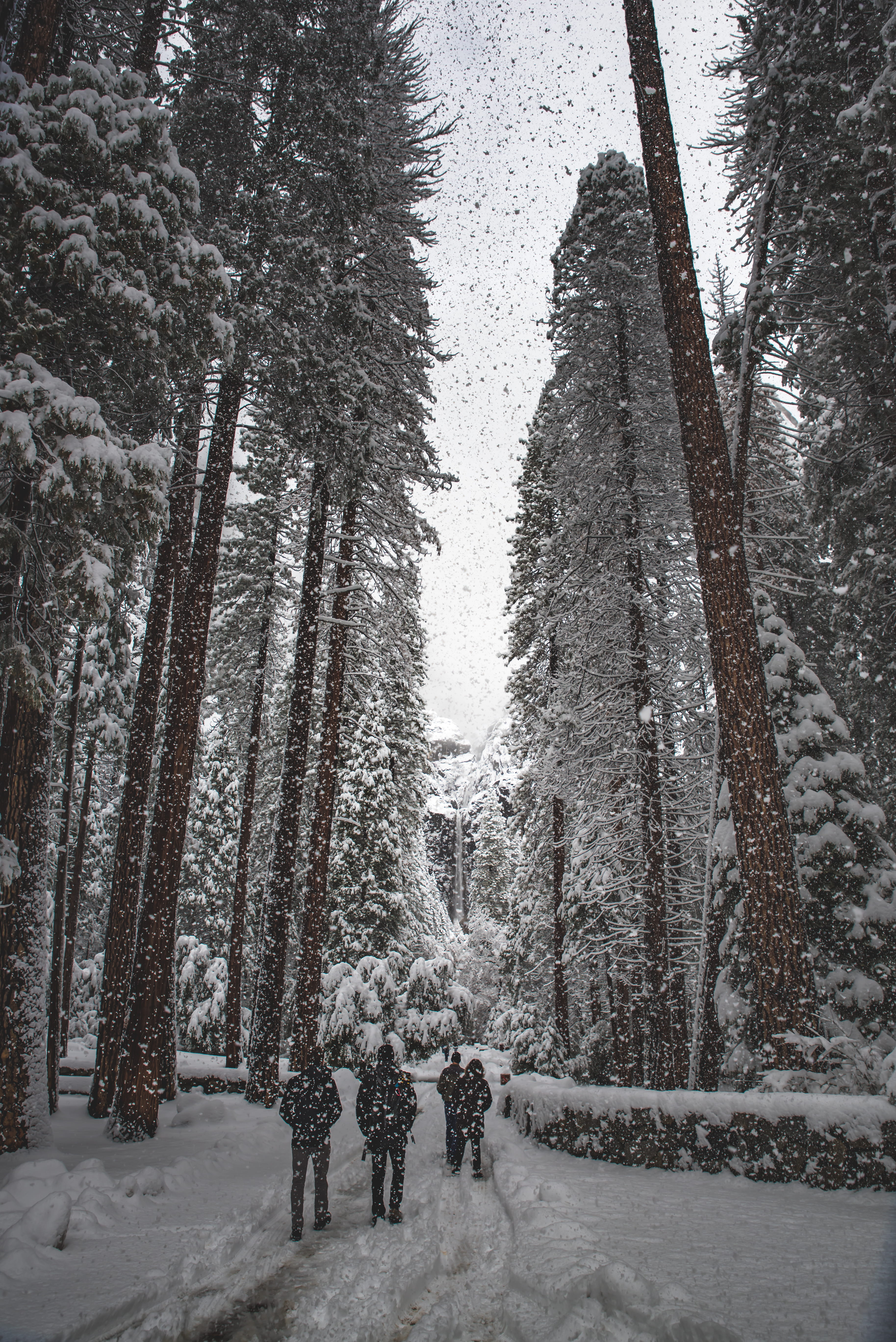 plant, cold temperature, rear view, warm clothing, covering, forest, scenics - nature, snowing, winter, trunk, though, people, frozen, tree, snow, tranquility, Phone HD Wallpaper