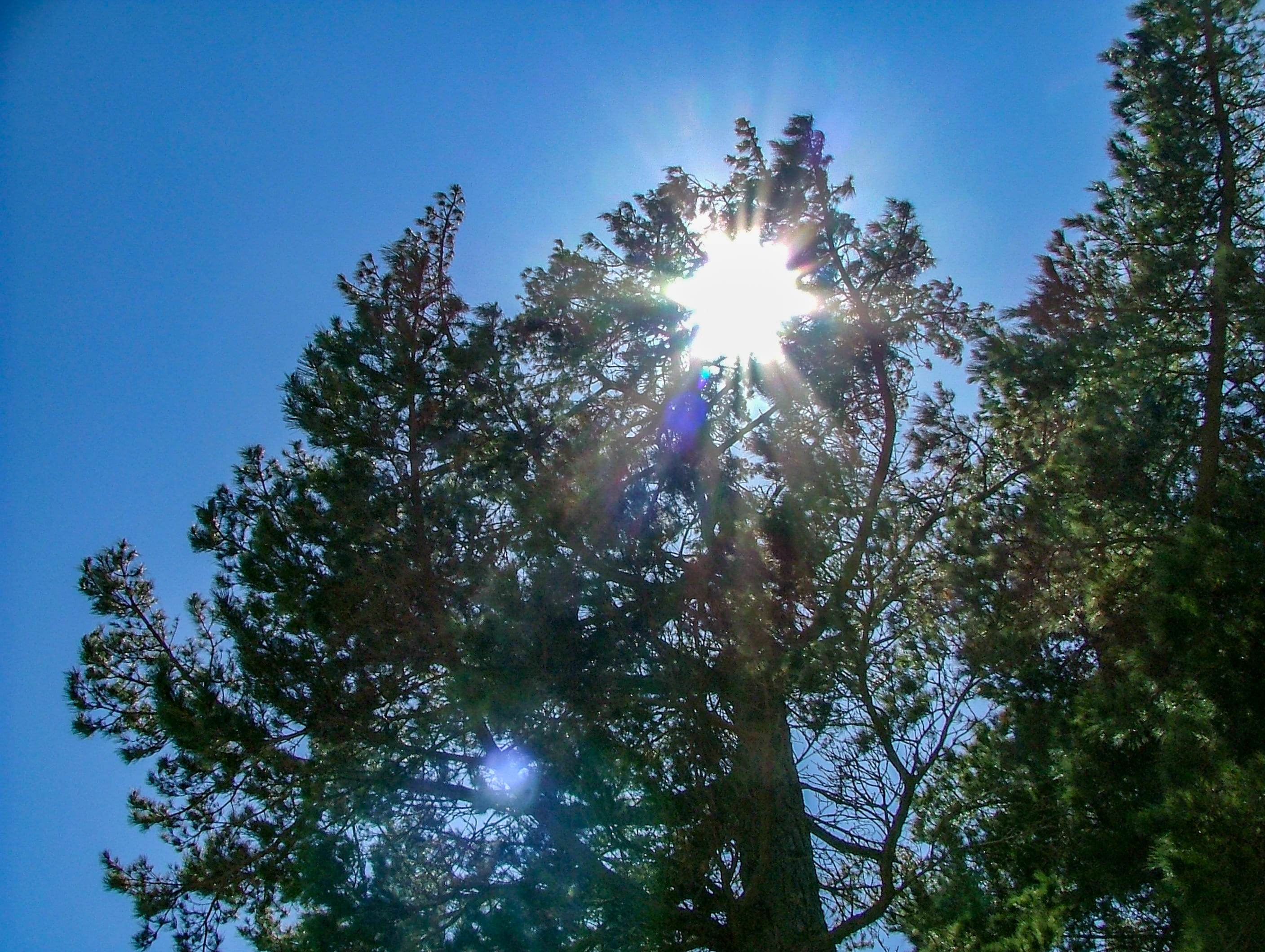 outdoors, land, bright, growth, low angle view, sunlight though tree, sunny, sun, streaming, solar flare, tree, clear sky, 2K, plant, lens flare, brightly lit, HD Wallpaper