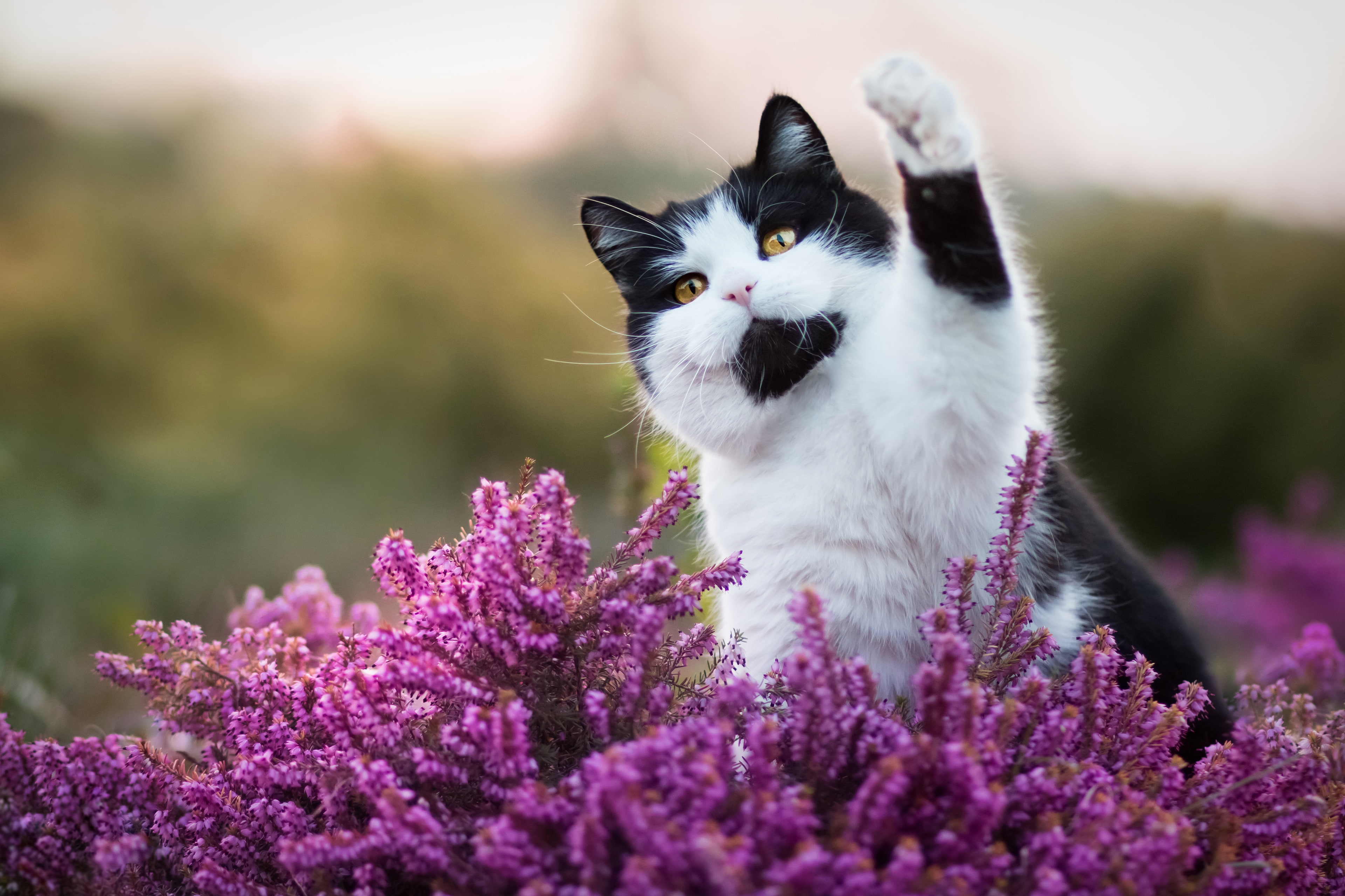 background, greeting, cat, though, flowers, nature, Barker, pink, pose, 4K, Heather, face, black and white, yellow eyes, paw, look, Kote, HD Wallpaper