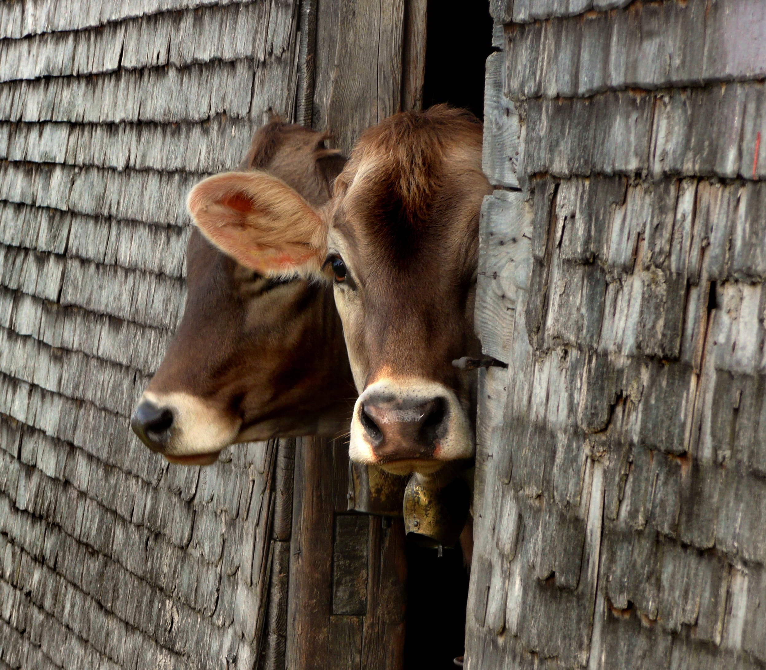 door, though, livestock, animal themes, cattle, mammal, animal head, animal, no people, vertebrate, cows, young animal, domestic animals, wood - material, HD Wallpaper