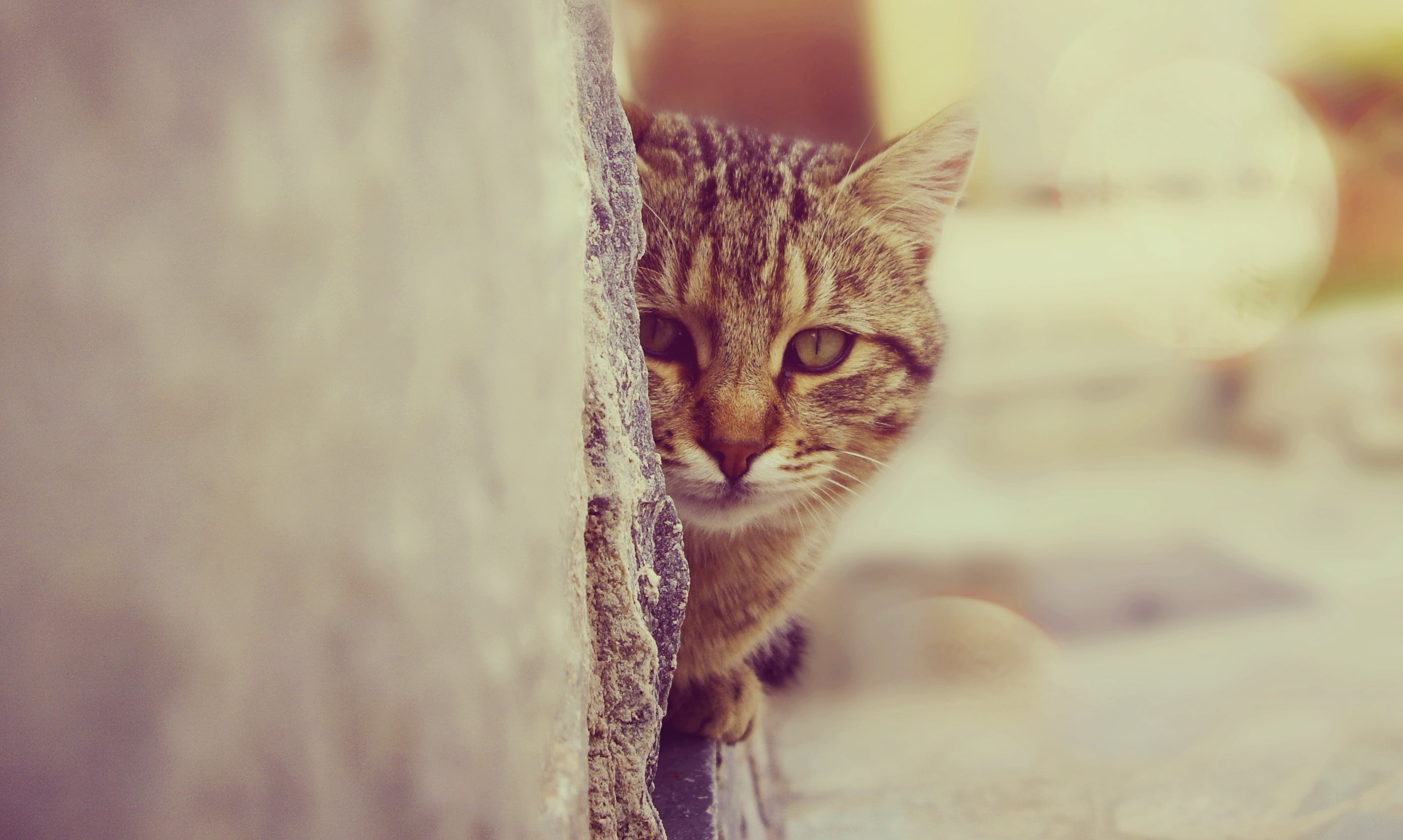 selective focus, domestic, day, pets, looking at camera, domestic animals, look, vertebrate, brown, domestic cat, though, animal body part, one animal, HD Wallpaper