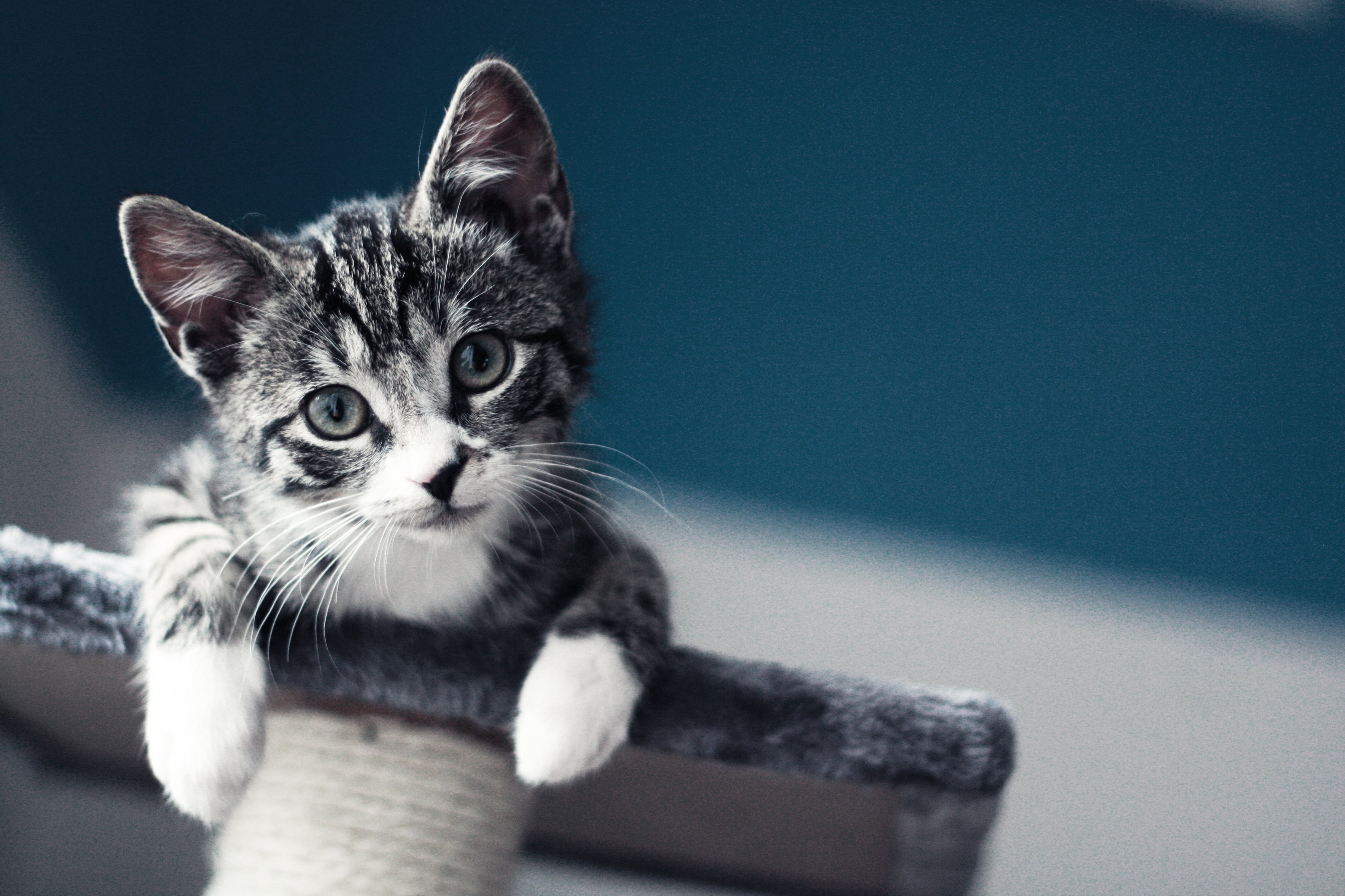 cute, fluffy, beautiful, paw, close-up, nature, focus on foreground, young Animal, mammal, no People, gray, face, cat, domestic, indoors, pets, sitting, HD Wallpaper