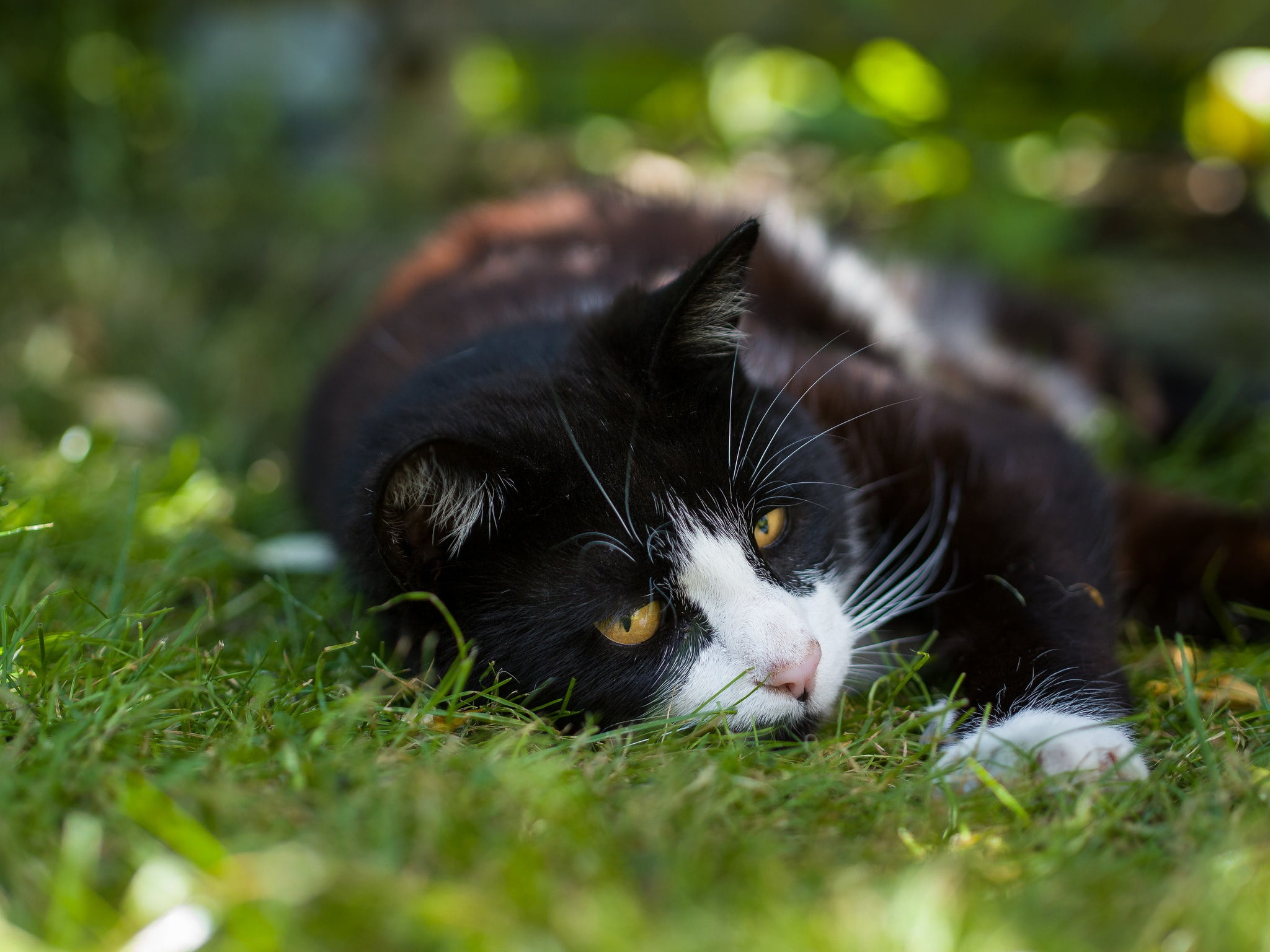 nature, pose, grass, bokeh, though, cat, stay, black and white, summer, Kote, yellow eyes, greens, face, 1080P, background, black, lies, HD Wallpaper