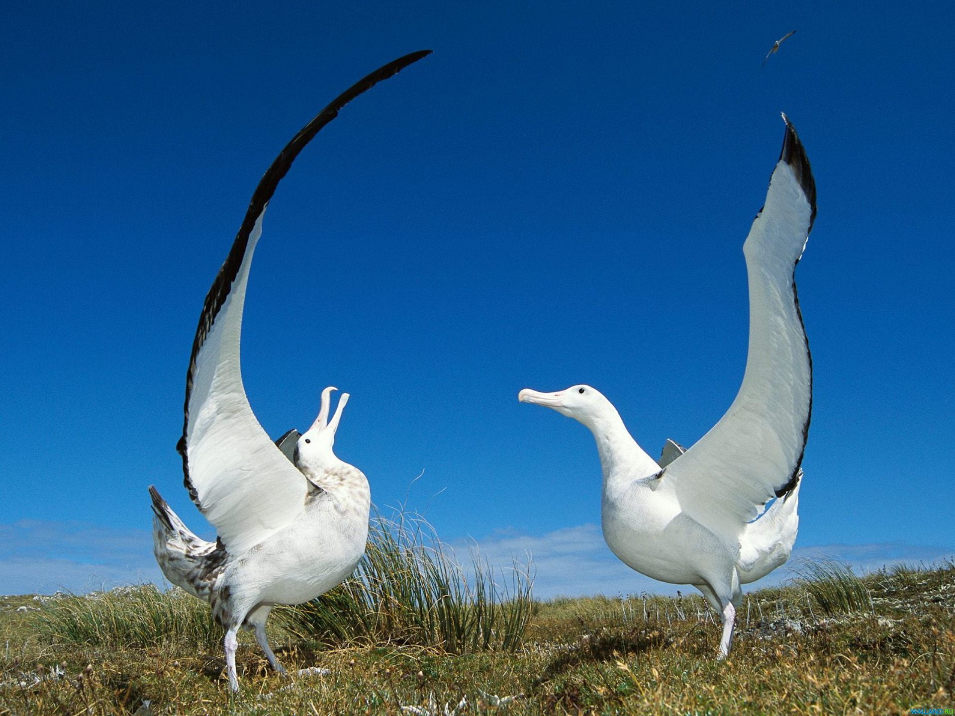 two animals, day, sunny, vertebrate, love, wandering, Birds, animals in the wild, land, sky, white color, group of animals, plant, clear sky, outdoors, HD Wallpaper