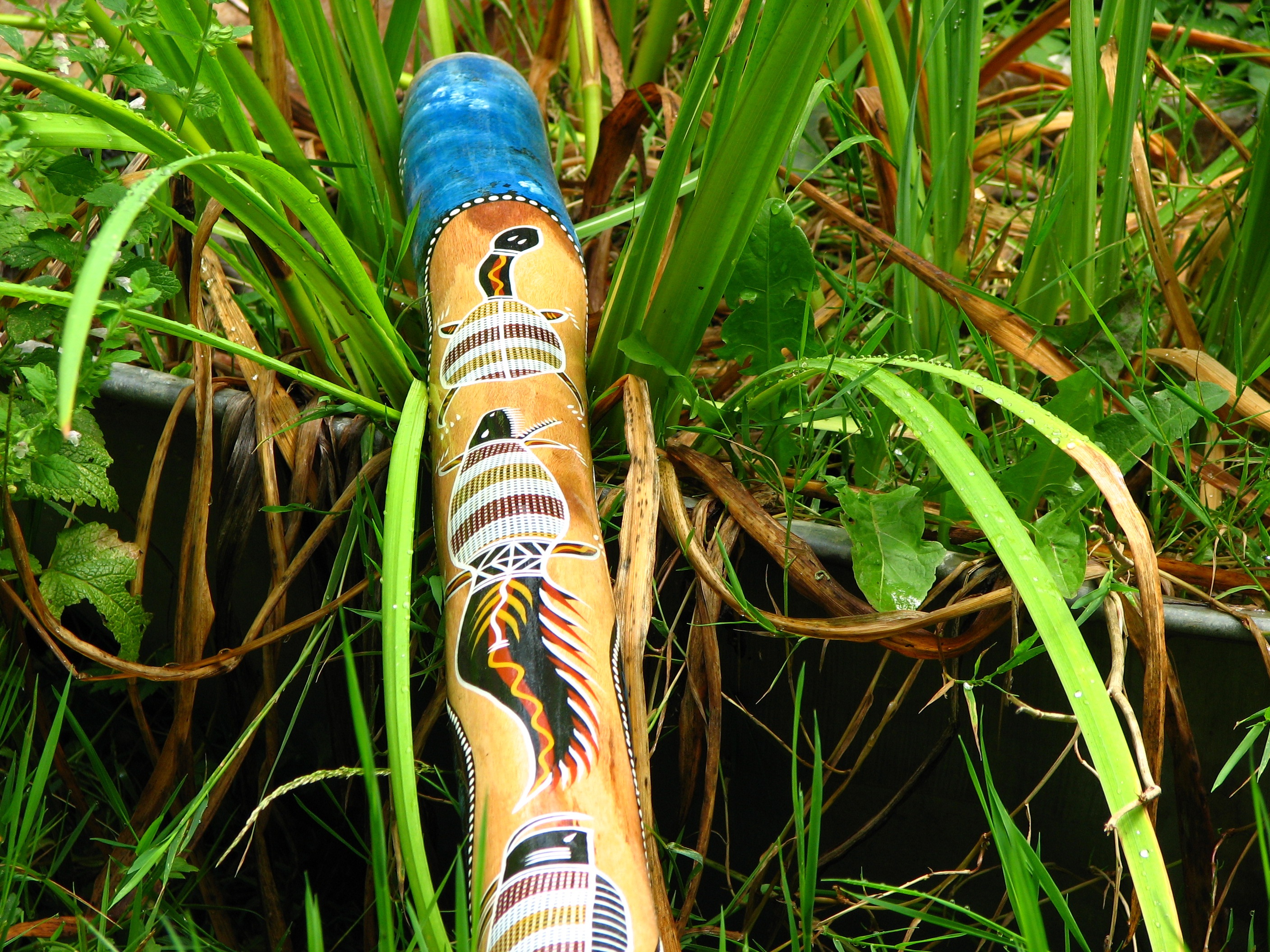 australia, animal, close-up, high angle view, 2K, blowgun, human body part, green color, body part, didgeridu, nature, growth, grass, painting, didgeridoo, HD Wallpaper