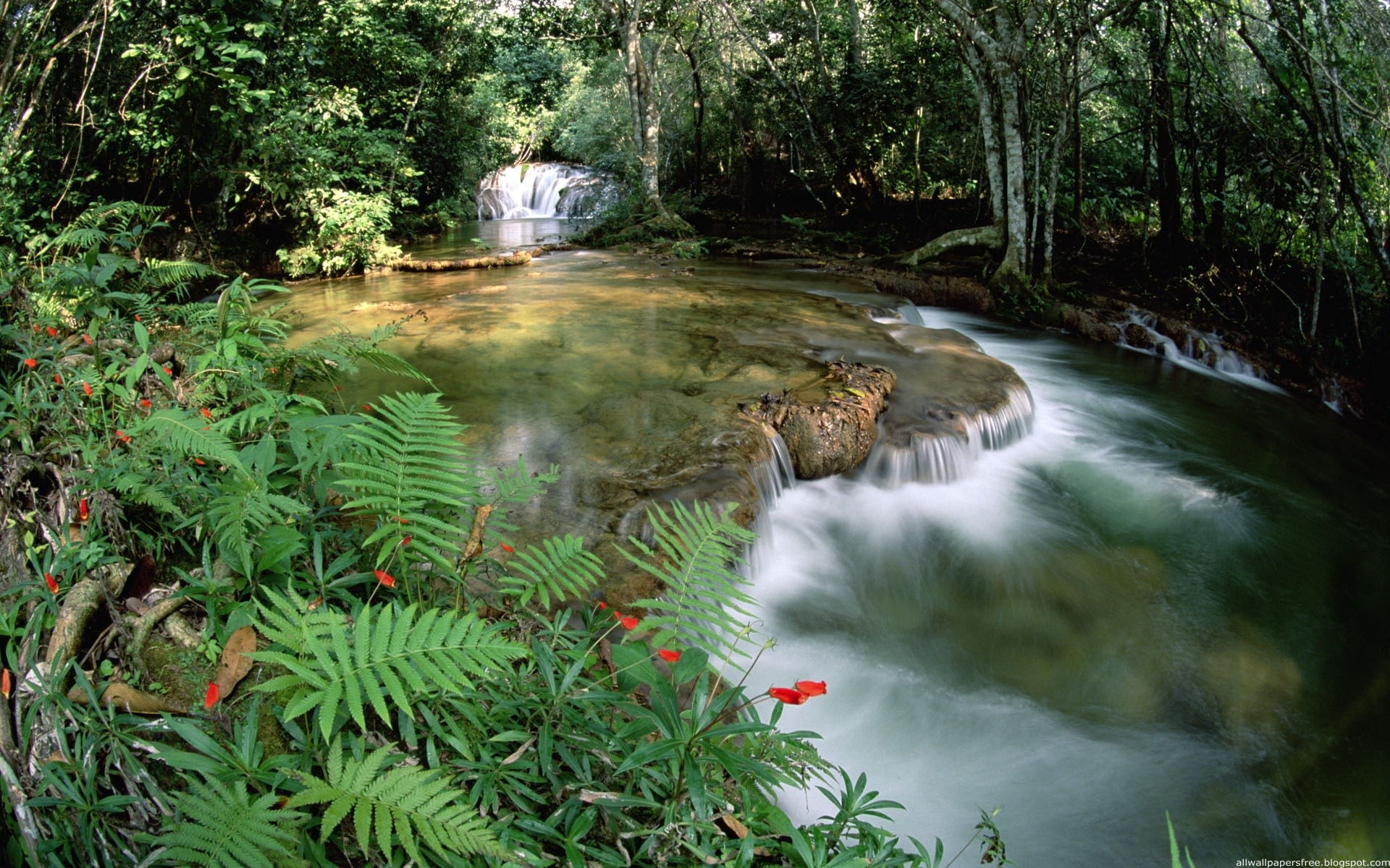 tranquility, water, growth, no people, blurred motion, stream - flowing water, waterfall, lush foliage, outdoors, power in nature, non-urban scene, 1080P, HD Wallpaper