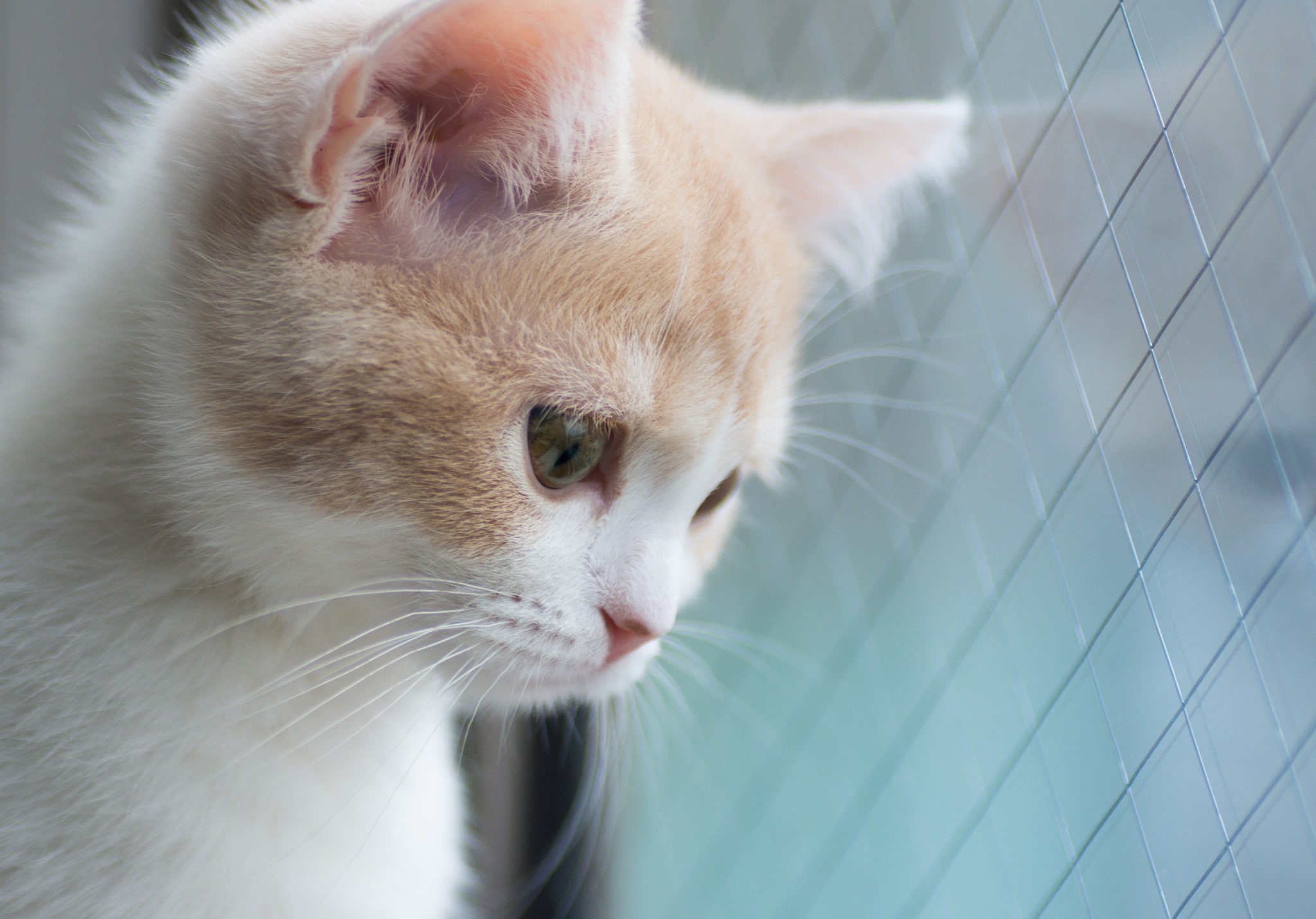 cat, 1080P, Beautifull Cat, beautifull, s, Best s, HD Wallpaper