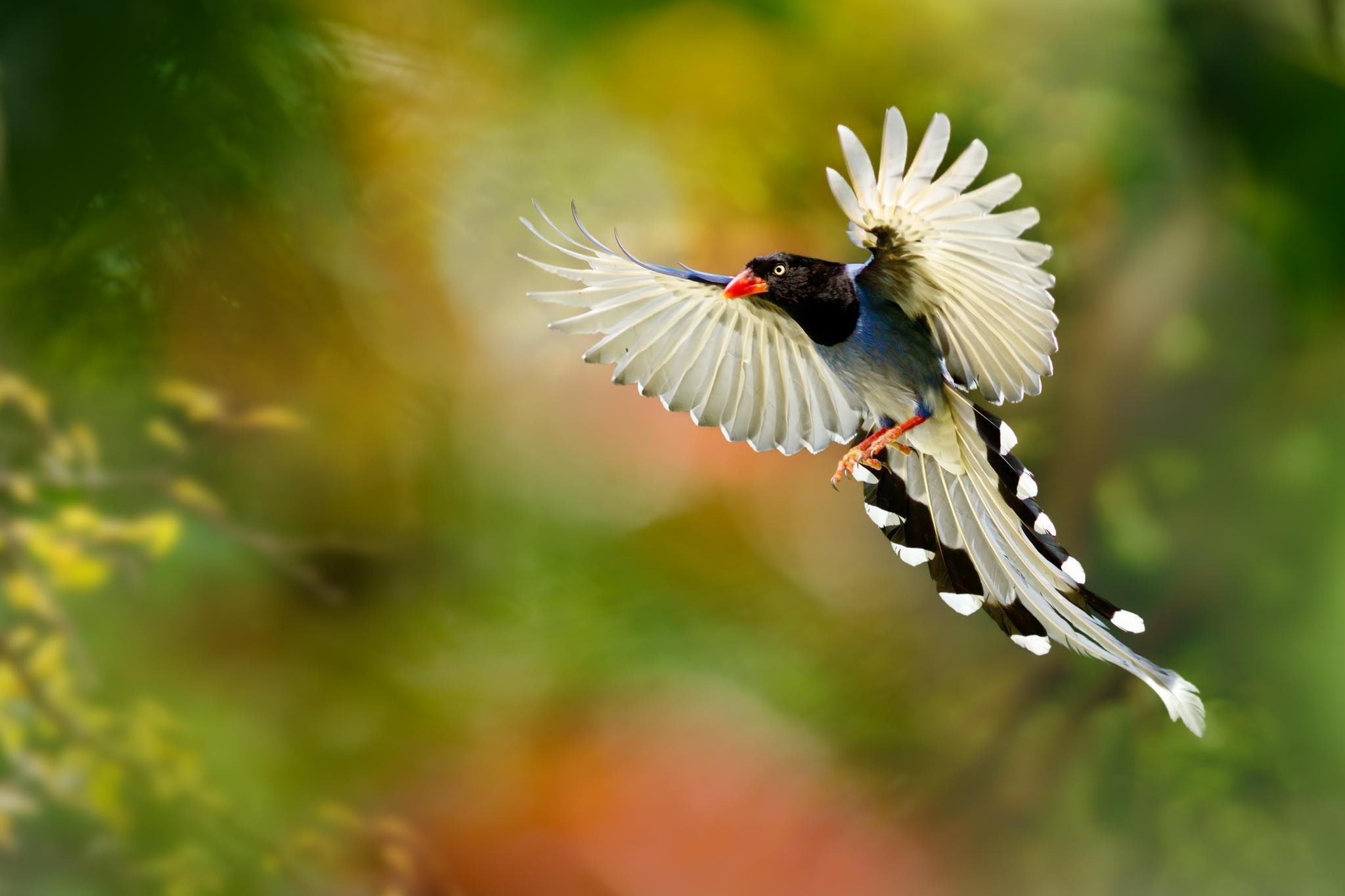 Macro, feathers, beautifull, Nature, Bird, 1080P, garden, HD Wallpaper