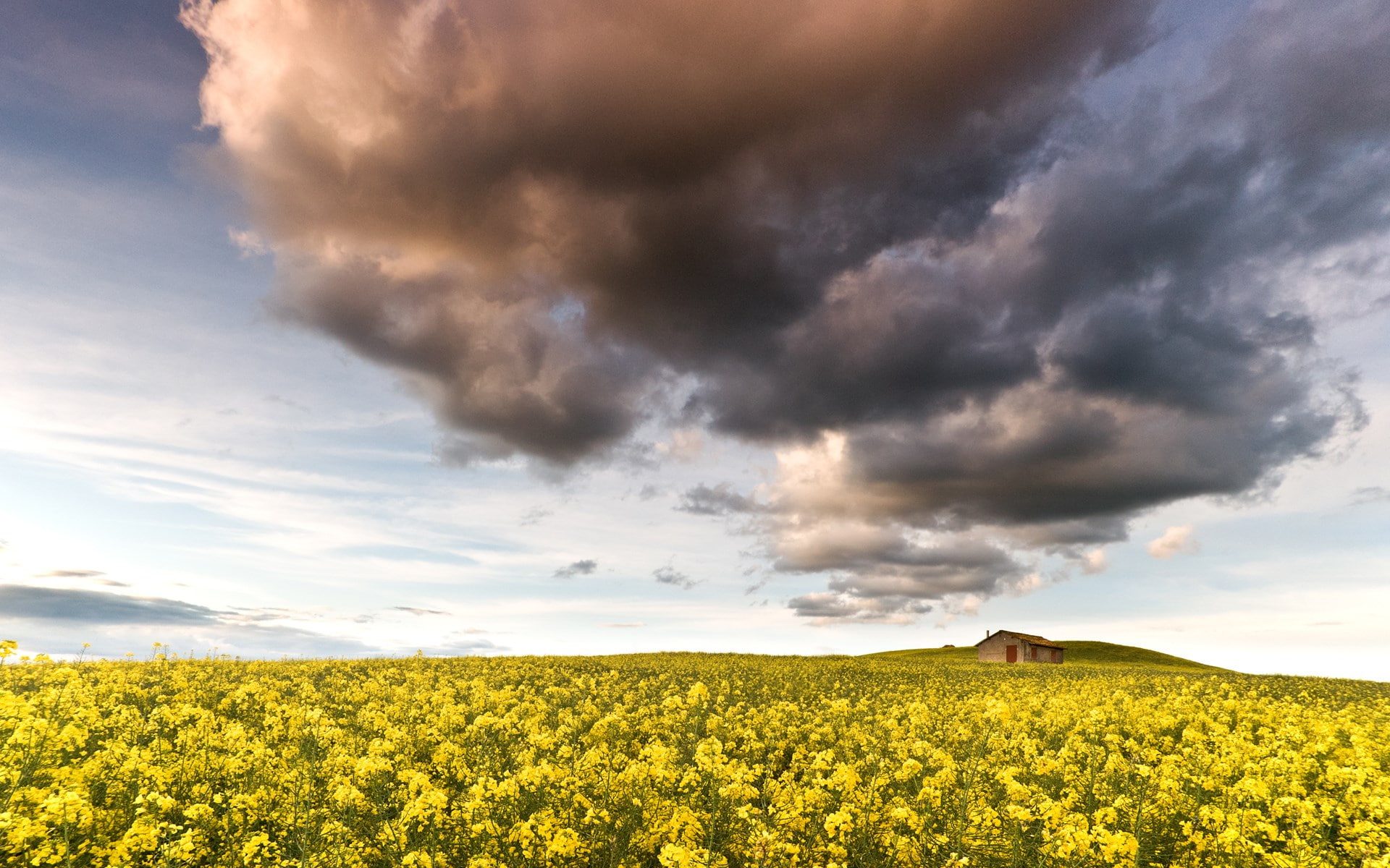 oilseed rape, agriculture, outdoors, beautifull pictures of nature 1920x1200, sky, nature, landscape, plant, flowering plant, beauty in nature, no people, HD Wallpaper