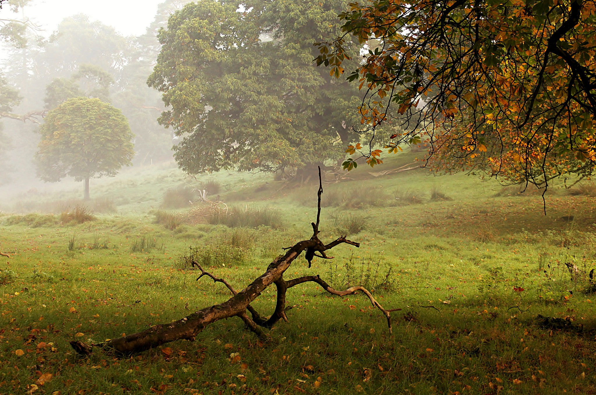 Beautifull Park, park, 1080P, beautifull, HD Wallpaper