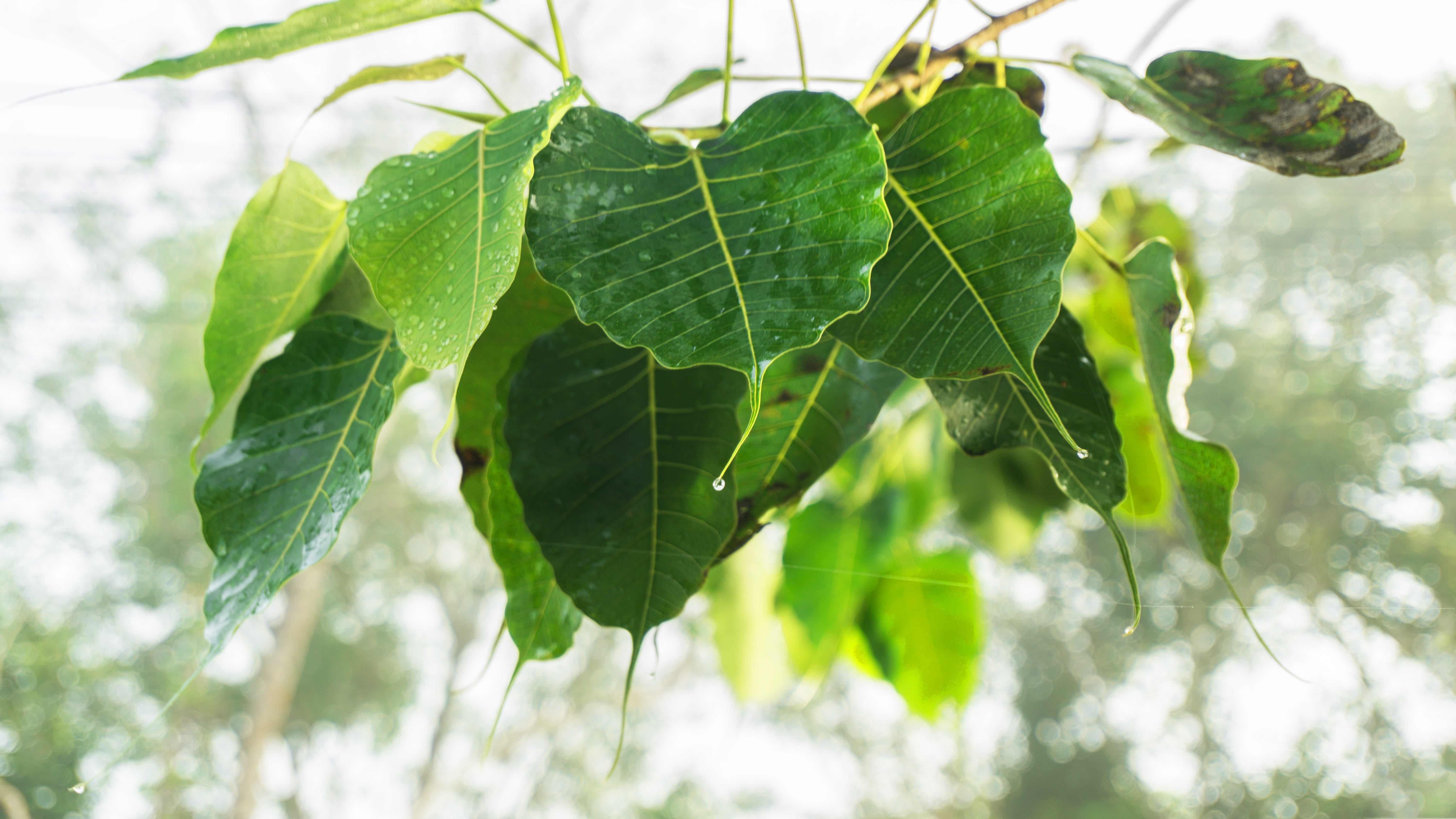 plant, fig, no people, Ness, sacred fig, religion, outdoors, leaf, branch, leaf vein, plant part, close-up, tree, Awake, ficus, bodhi leaves, Awakening, HD Wallpaper