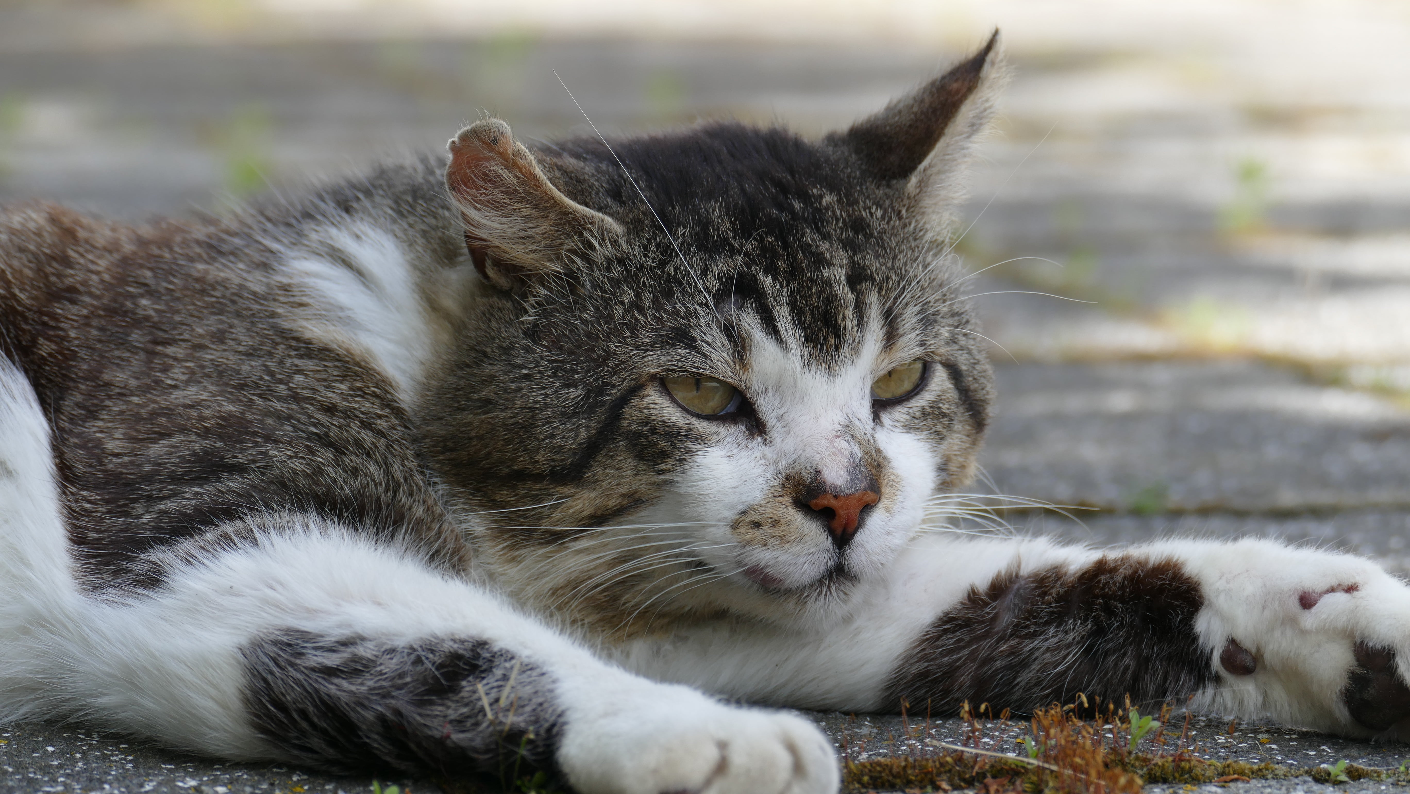 cats eyes, mammal, attention, cat face, mackerel, feline, domestic animals, vigilant, close-up, animal head, vertebrate, no people, focus on foreground, HD Wallpaper
