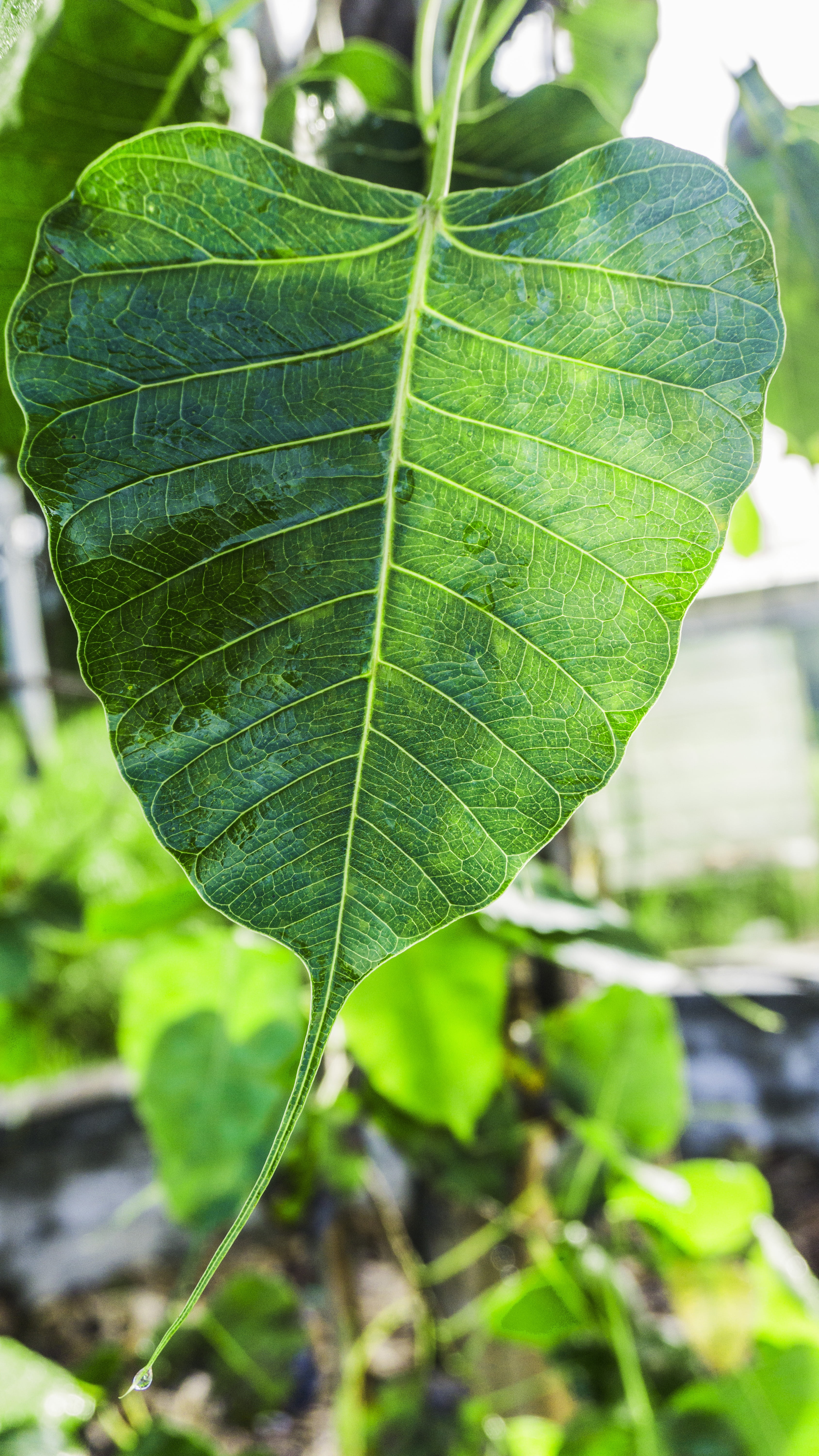 leaves, sunlight, buddhism, freshness, sacred, green color, plant, fig, religion, sacred fig, ficus, focus on foreground, symbol, beauty in nature, green, Phone HD Wallpaper