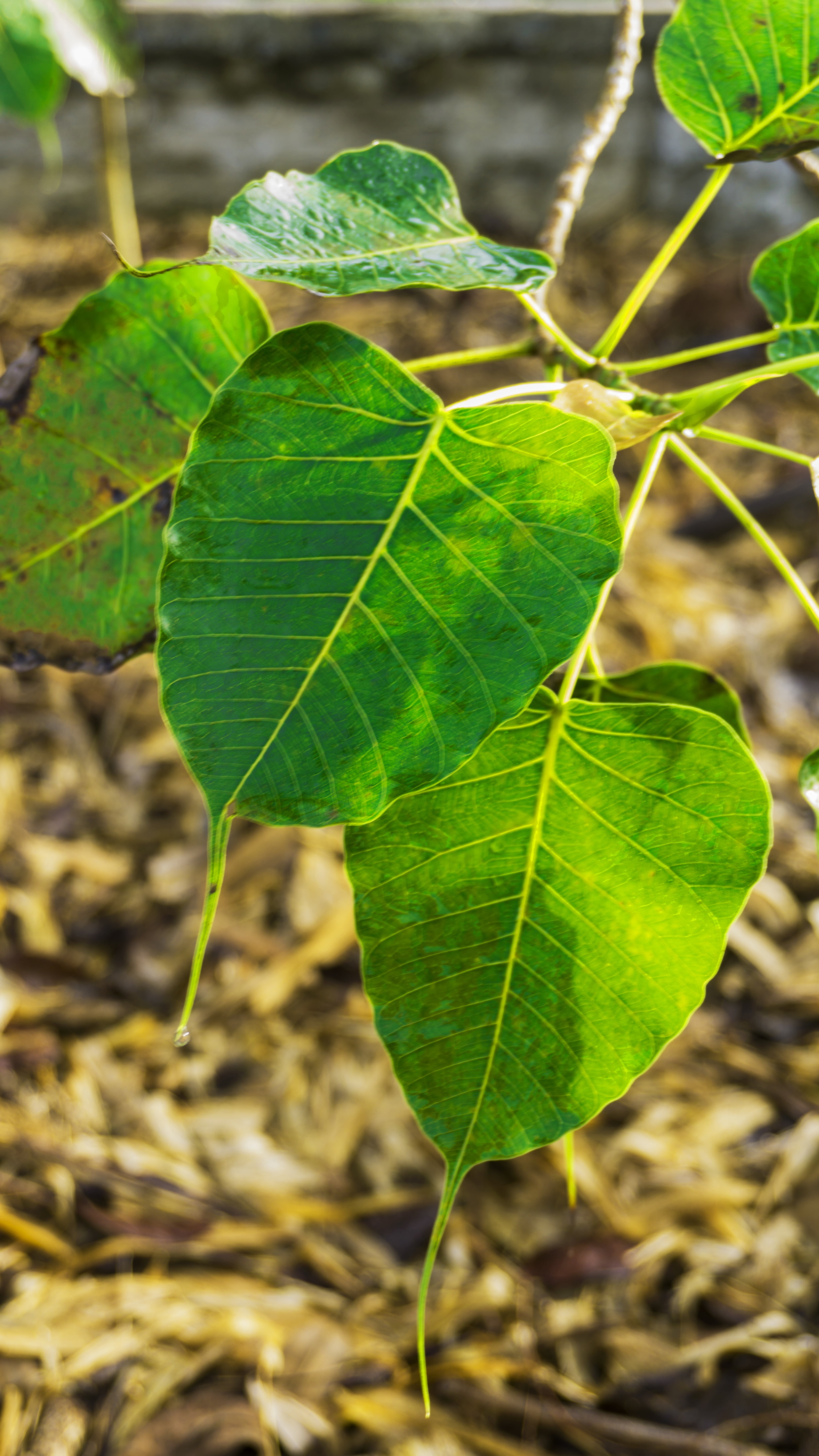 plant, outdoors, land, awakening, religion, focus on foreground, freshness, sunlight, ficus, enlightenment, fig, pipal, field, natural, bodhi, plant part, Phone HD Wallpaper