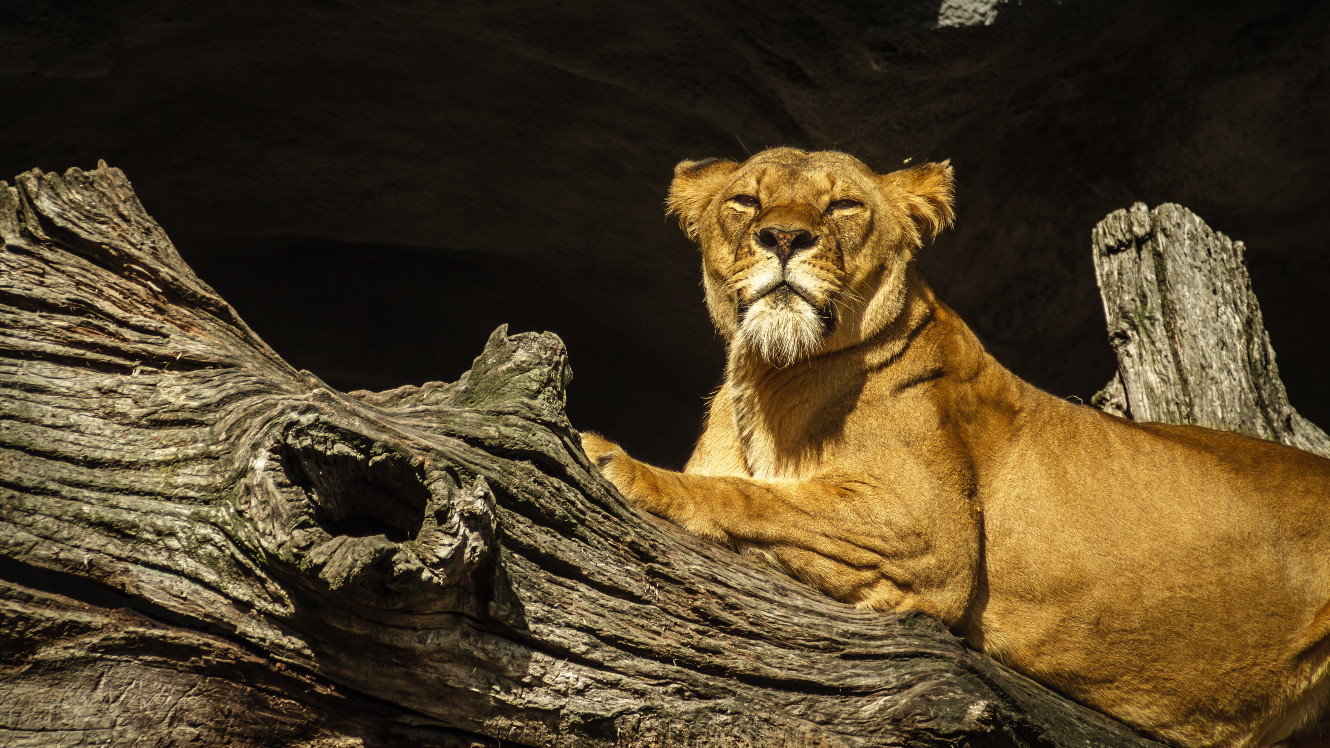 wildlife, stately, animals In The Wild, big Cat, lion, rock, awake, fur, beige, 4K, solid, carnivore, watch, nature, lion - Feline, log, panthera leo, HD Wallpaper