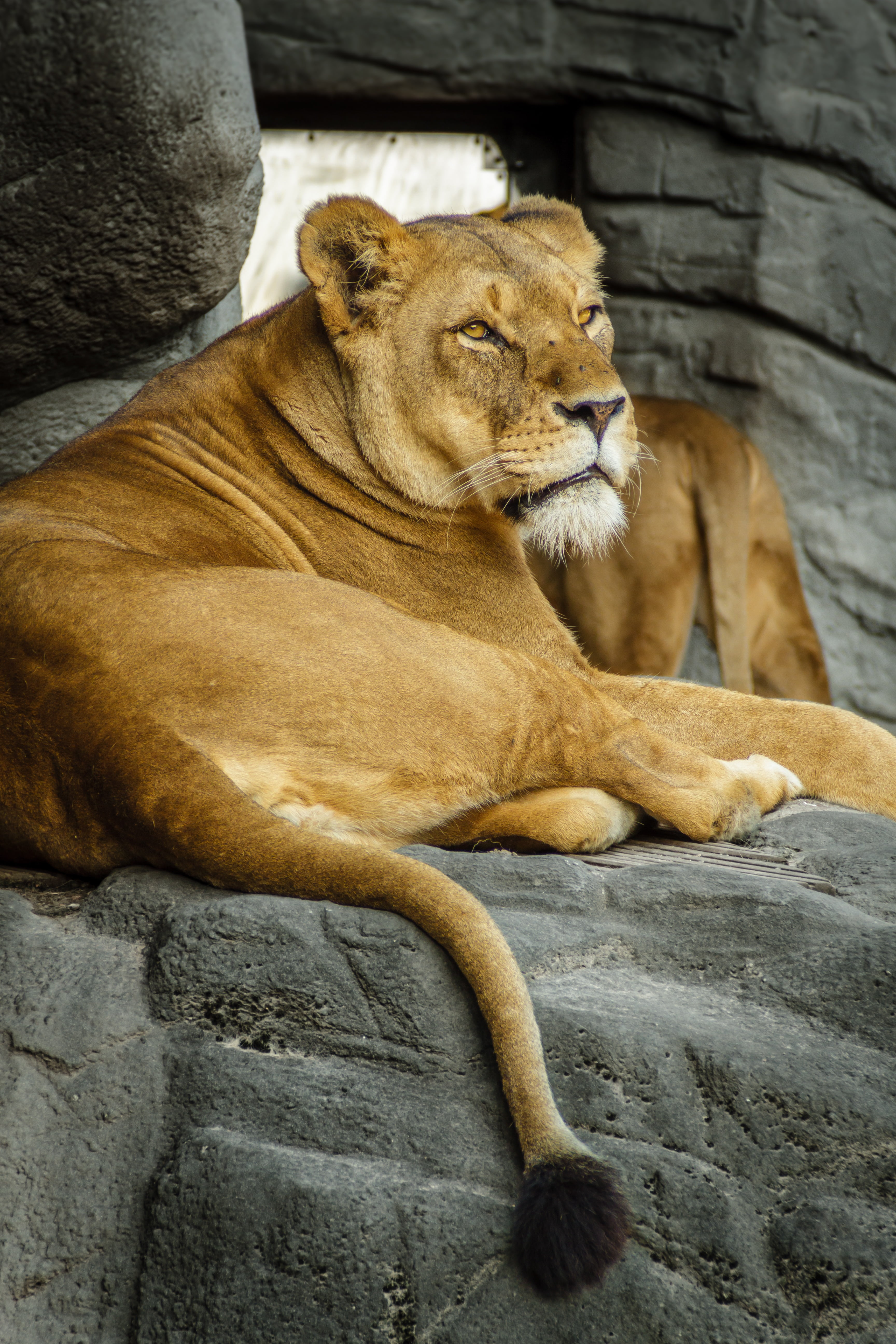 hamburg, sun, big cat, animals in the wild, lion - feline, cat, brown, carnivora, rock, one animal, rest, no people, fur, female animal, zoo, stately, animal, Phone HD Wallpaper