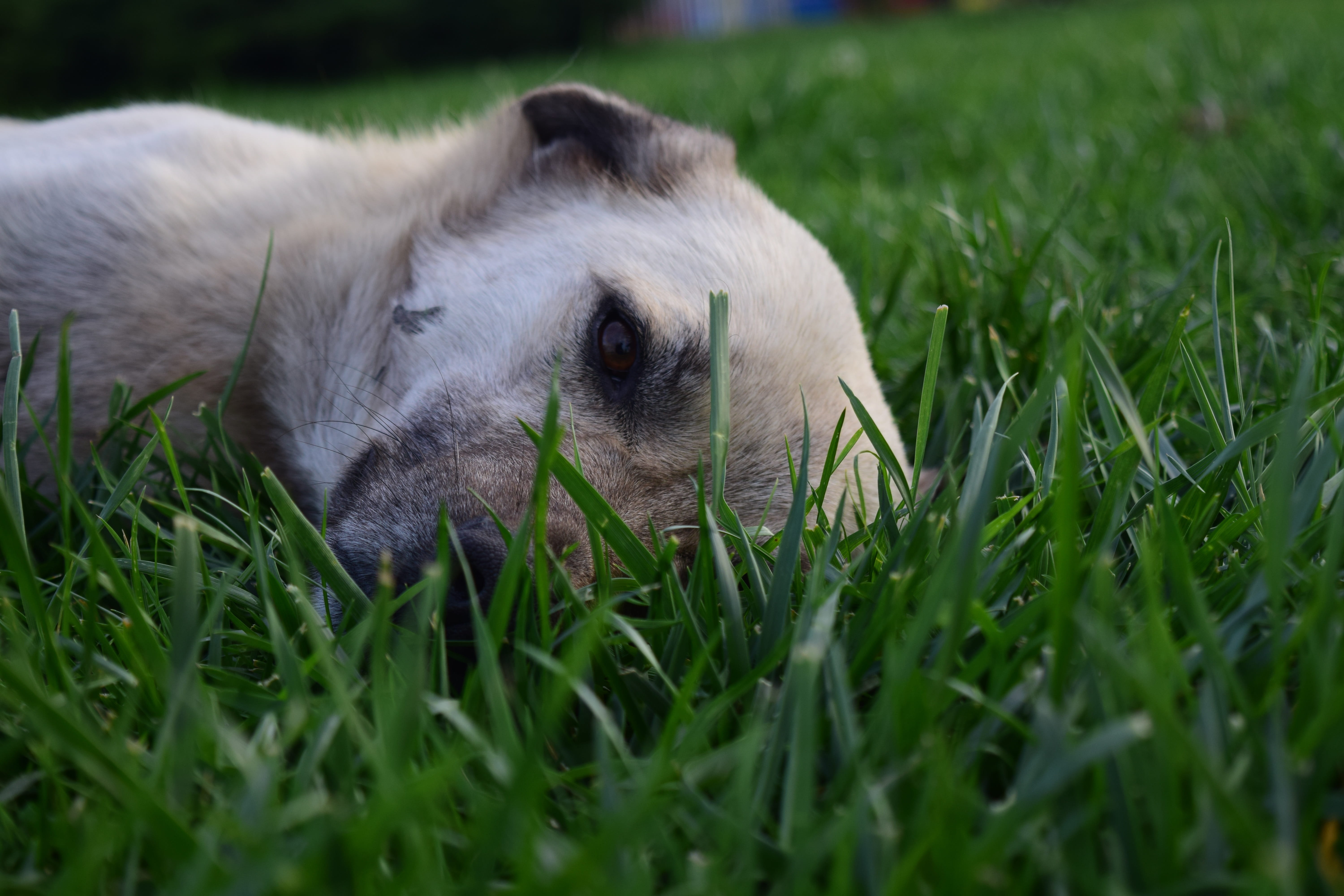 awake, vertebrate, grass, head, day, close-up, black, animal head, field, domestic animals, selective focus, race, ears, attention, portrait, pets, brown, HD Wallpaper