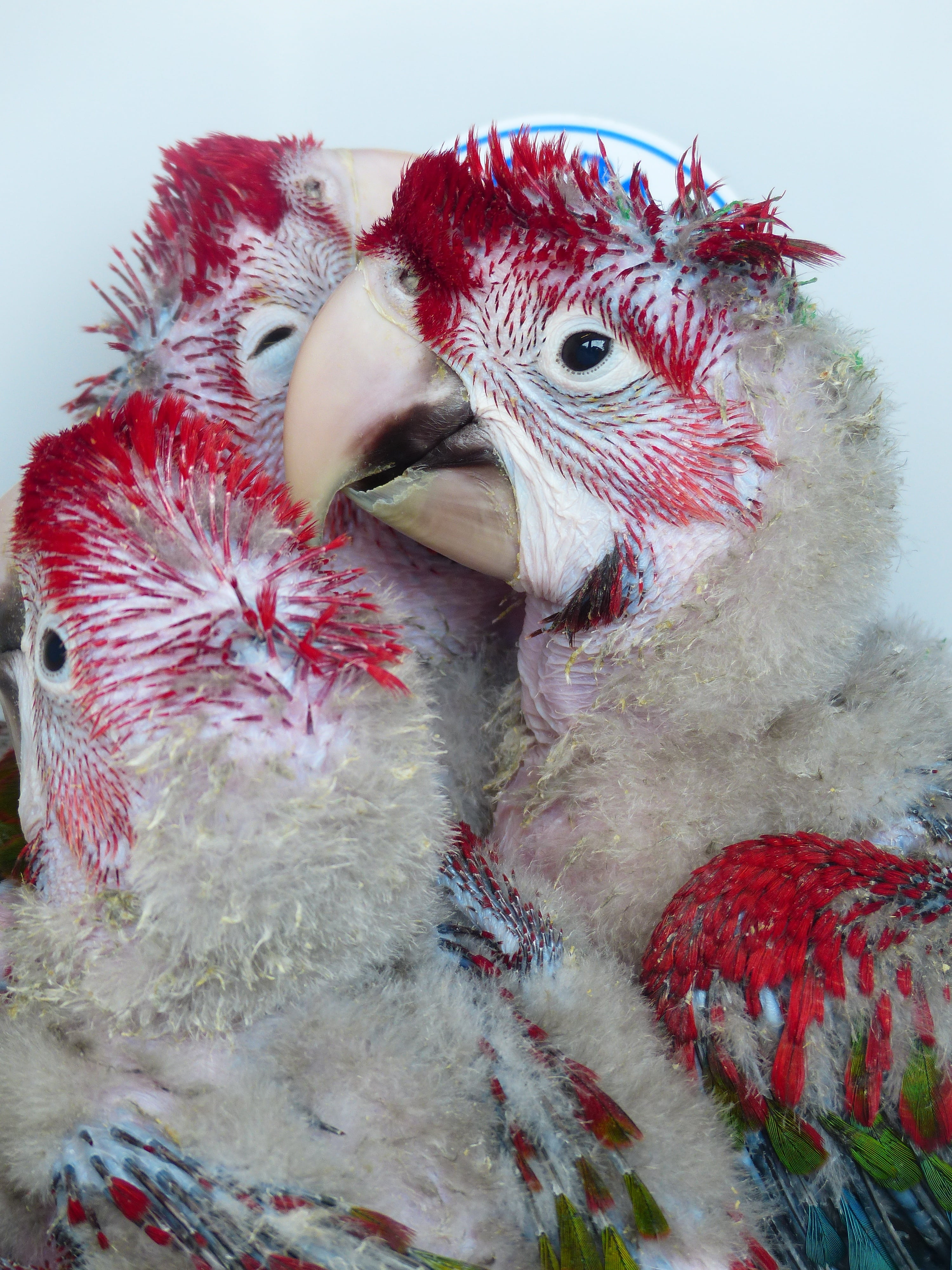 young animals, bird, group of animals, domestic, beak, amazona, anxious, real parrotshop, young birds, breeding station, psittaciformes, parrot breeding station, Phone HD Wallpaper