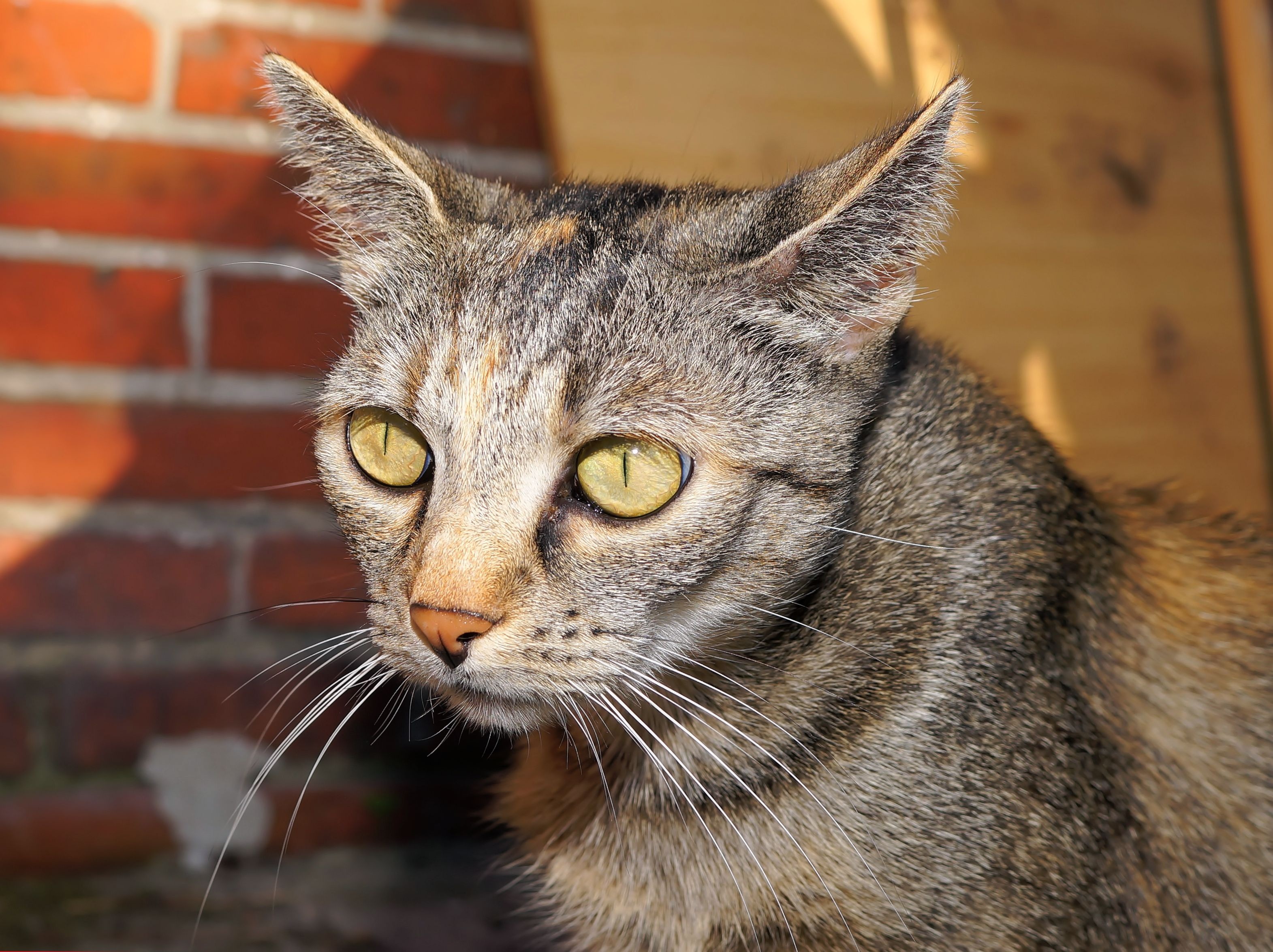 whisker, yellow eyes, tabby, portrait, adidas, mackerel, cats eyes, mammal, pride, pets, animal themes, mieze, pet, 2K, domestic animals, day, animal eye, HD Wallpaper