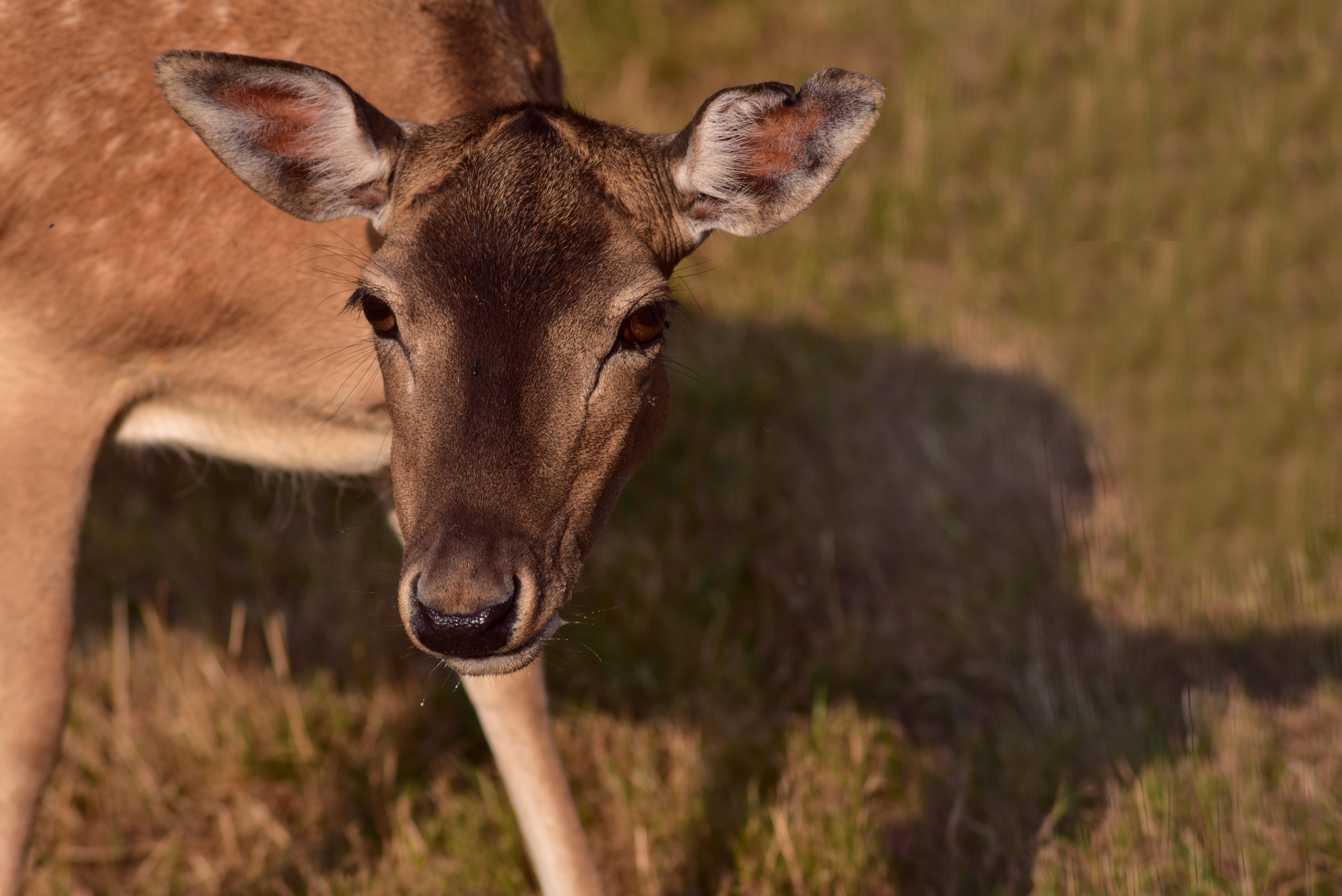 animal body part, roe deer, day, anxious, red deer, domestic animals, focus on foreground, field, portrait, animal, outdoors, standing, one animal, animal wildlife, HD Wallpaper