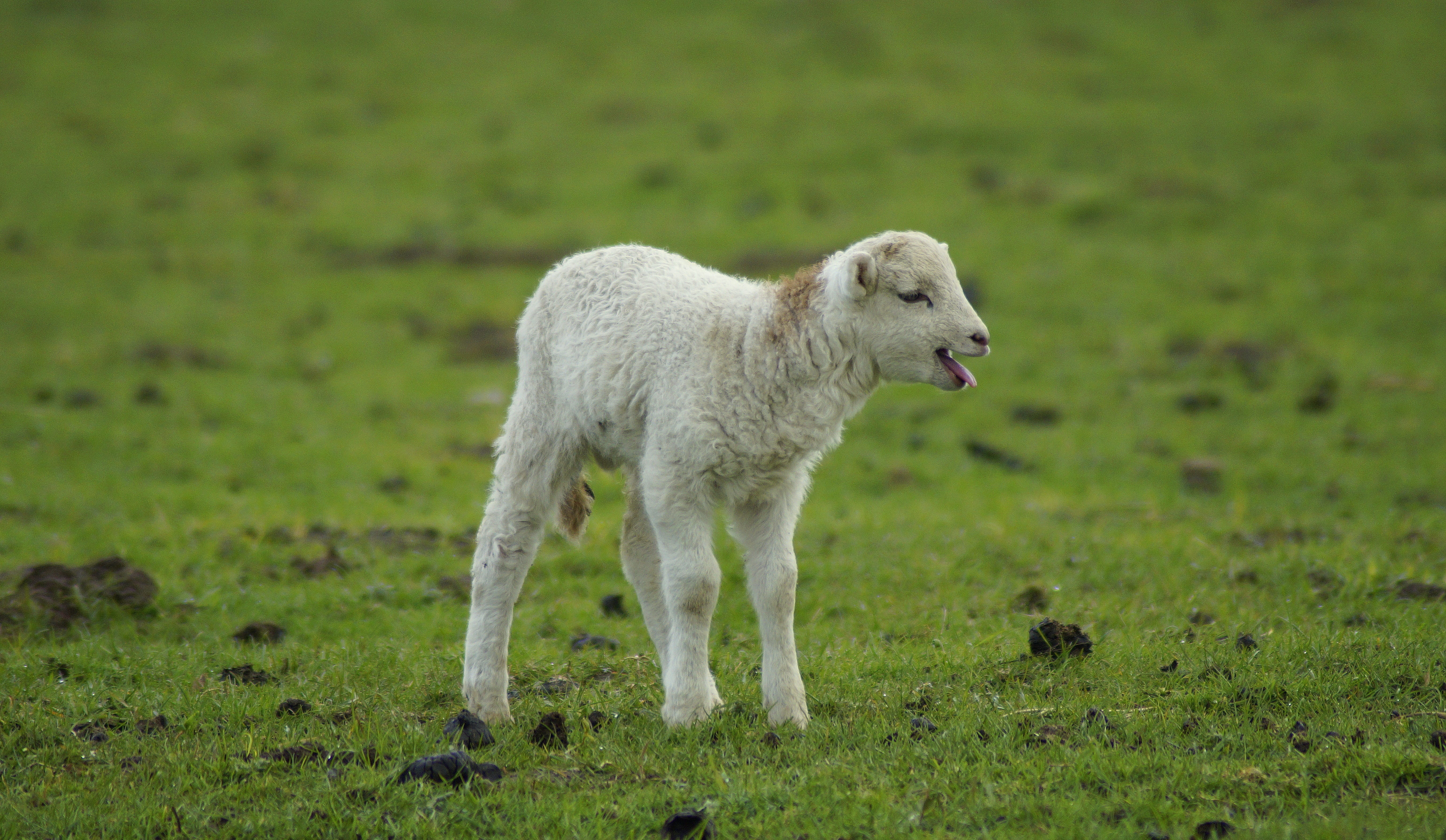 herbivorous, newborn, animal child, one animal, domestic animals, lamb, hunger, day, 5K, livestock, focus on foreground, cute, vertebrate, anxious, small, HD Wallpaper