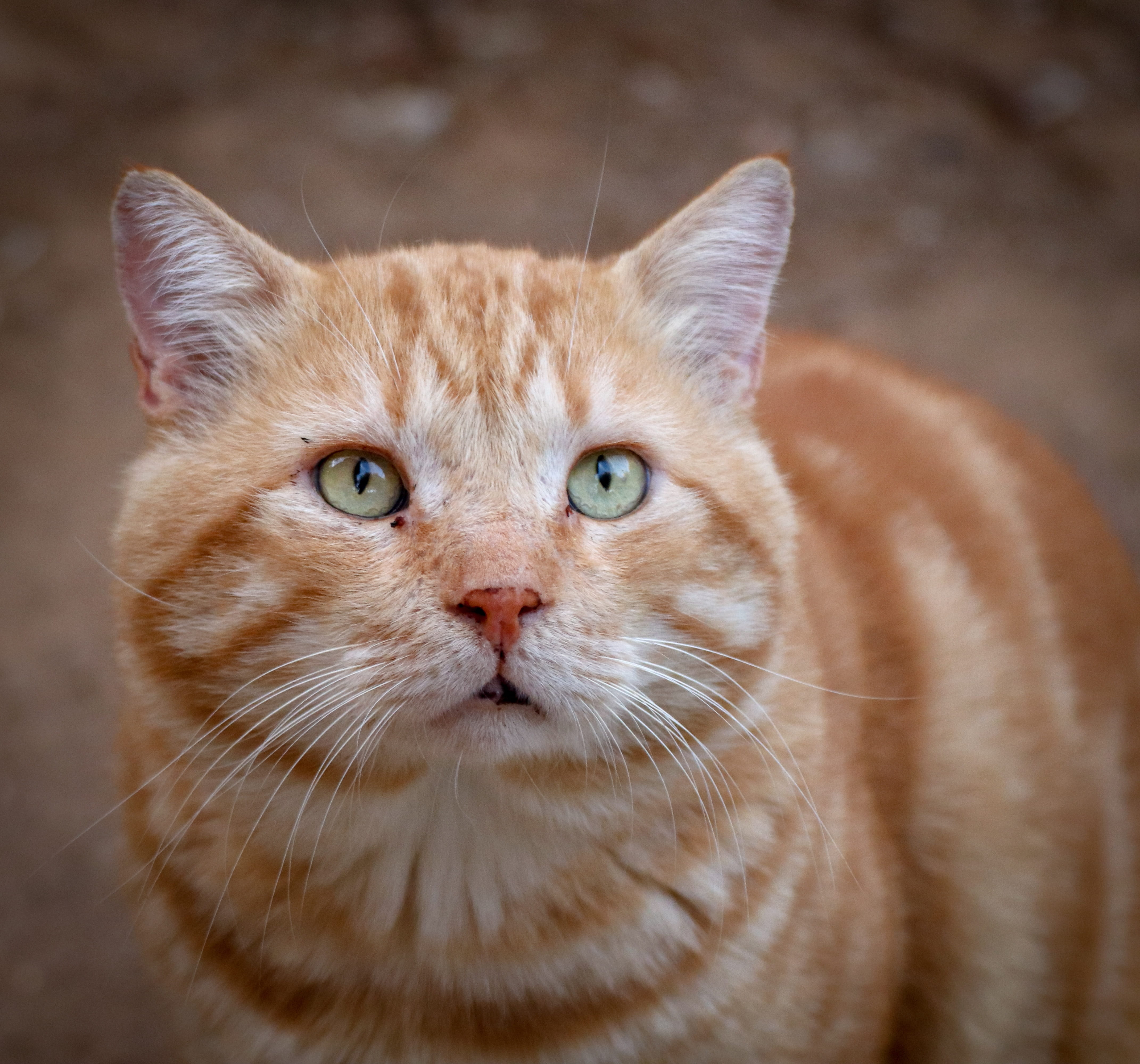 ginger cat, domestic animals, alley cat, focus on foreground, view, tabby, whisker, animal, domestic, anxious, hunger, cat portrait, head, red, no people, HD Wallpaper