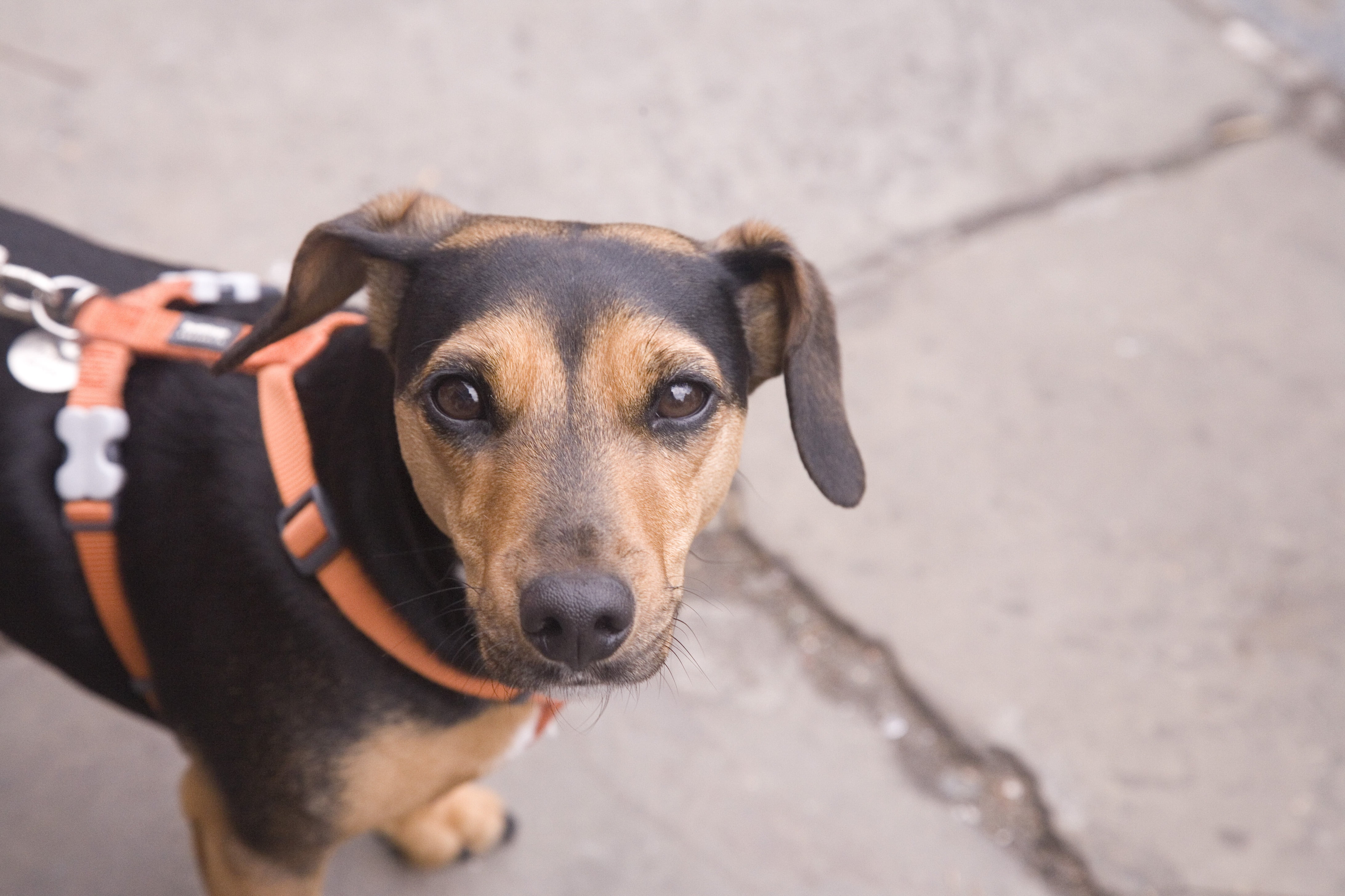 companion, day, no people, holding, pets, anxious pet, mammal, close-up, dog on a lead, portrait, dog, standing, face, one animal, cute, looking at camera, HD Wallpaper