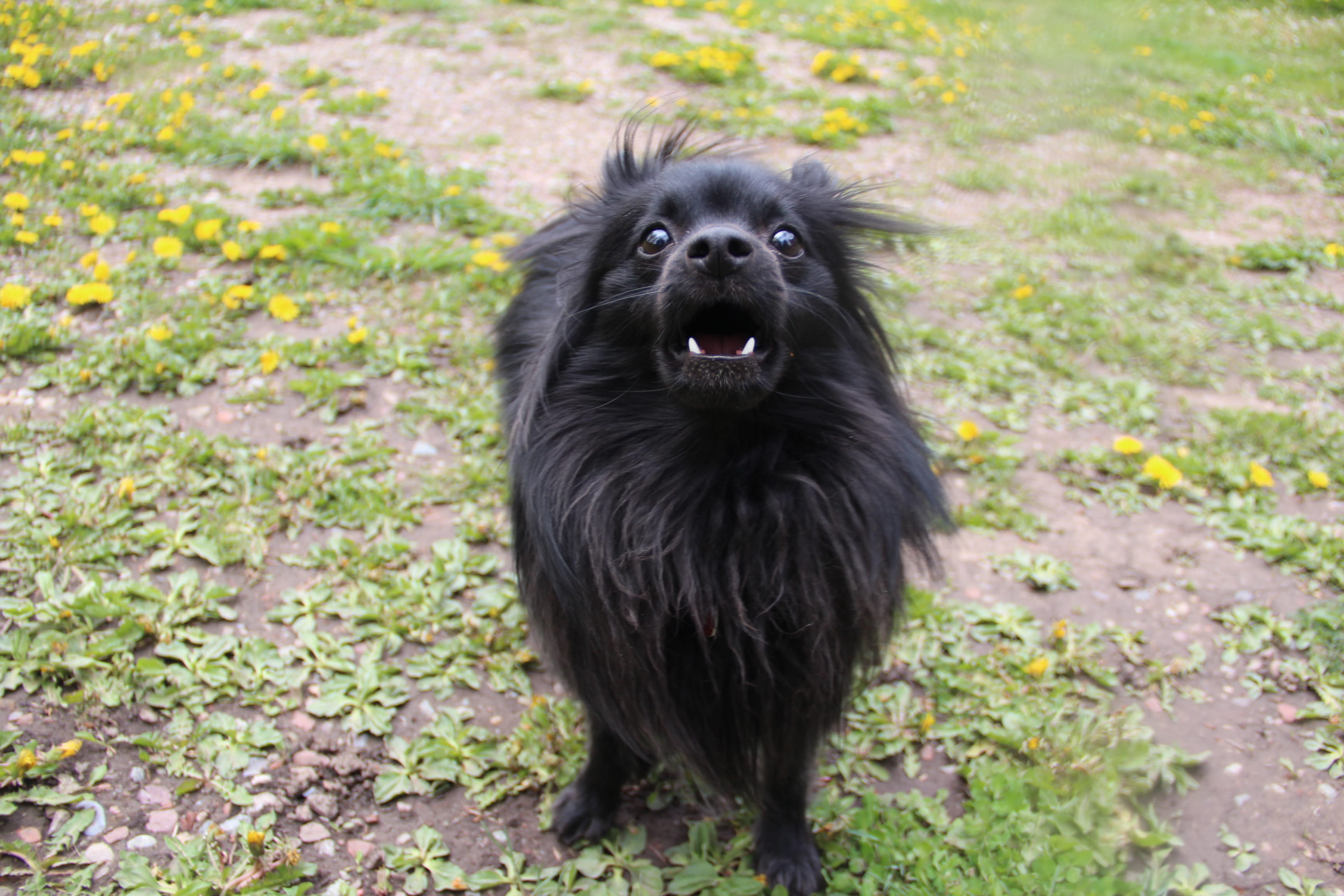 black color, domestic, no people, outside, mouth open, day, pets, domestic animals, nature, plant, portrait, canine, one animal, pomeranian, bark, dog, HD Wallpaper