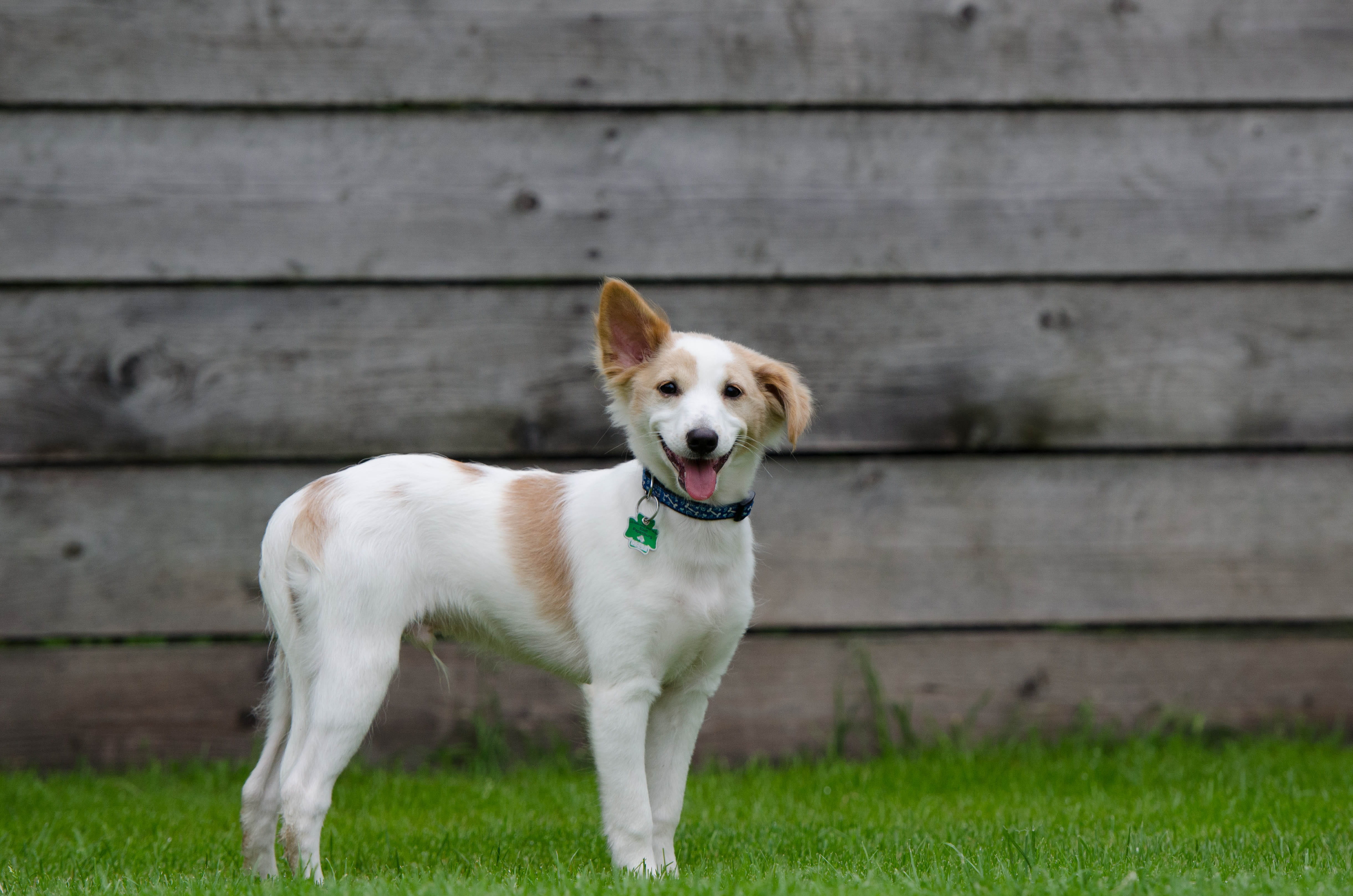 field, pet collar, bi color, no people, anxious, 4K, kennels, outdoors, standing, coated, pets, day, grass, cute, brown white dog, animal, domestic, portrait, HD Wallpaper