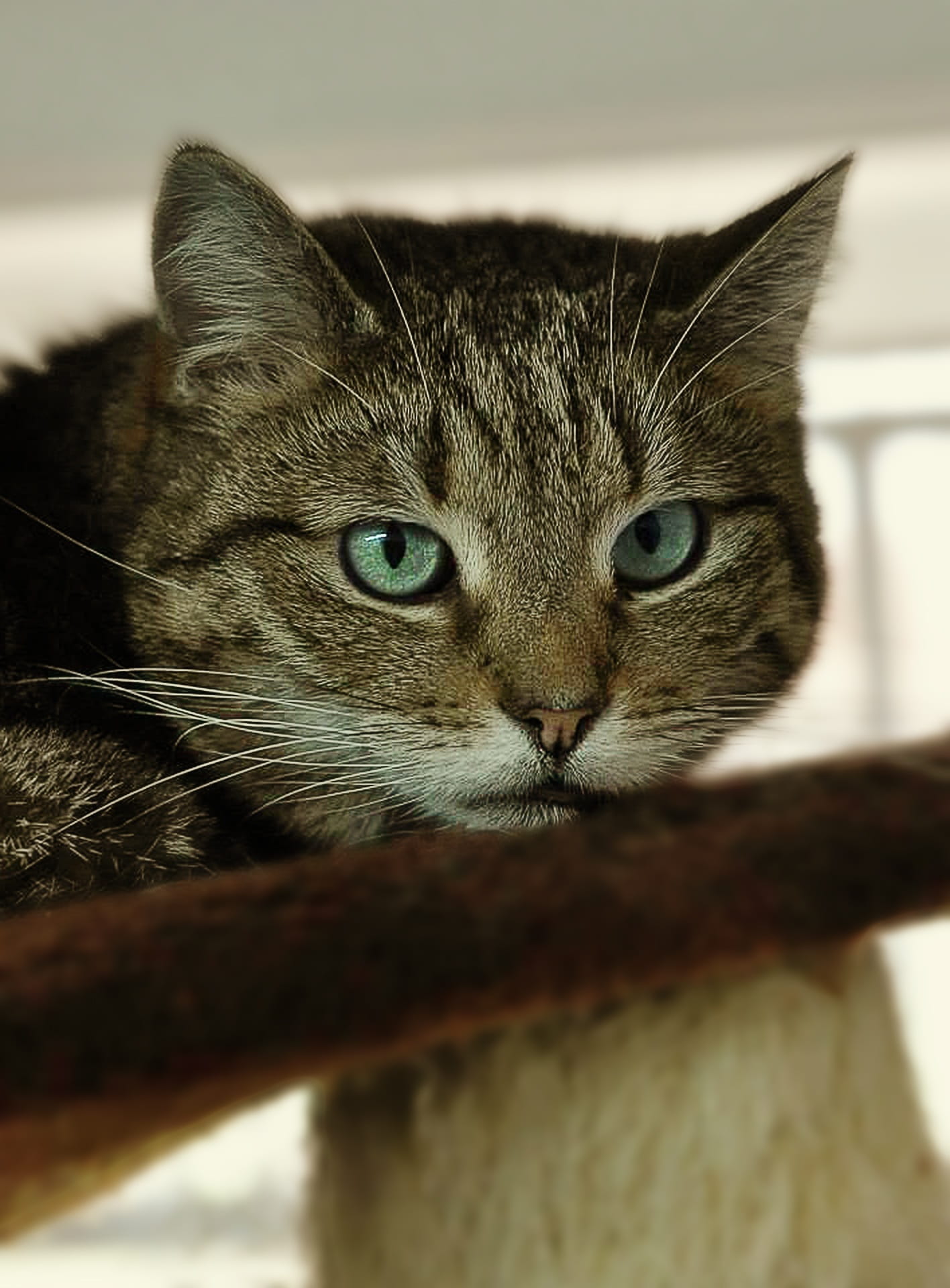 ears, silver, green, animal body part, vertebrate, sweet, one animal, close, anxious, domestic animals, view, cats eyes, animal welfare, whisker, mieze, Phone HD Wallpaper