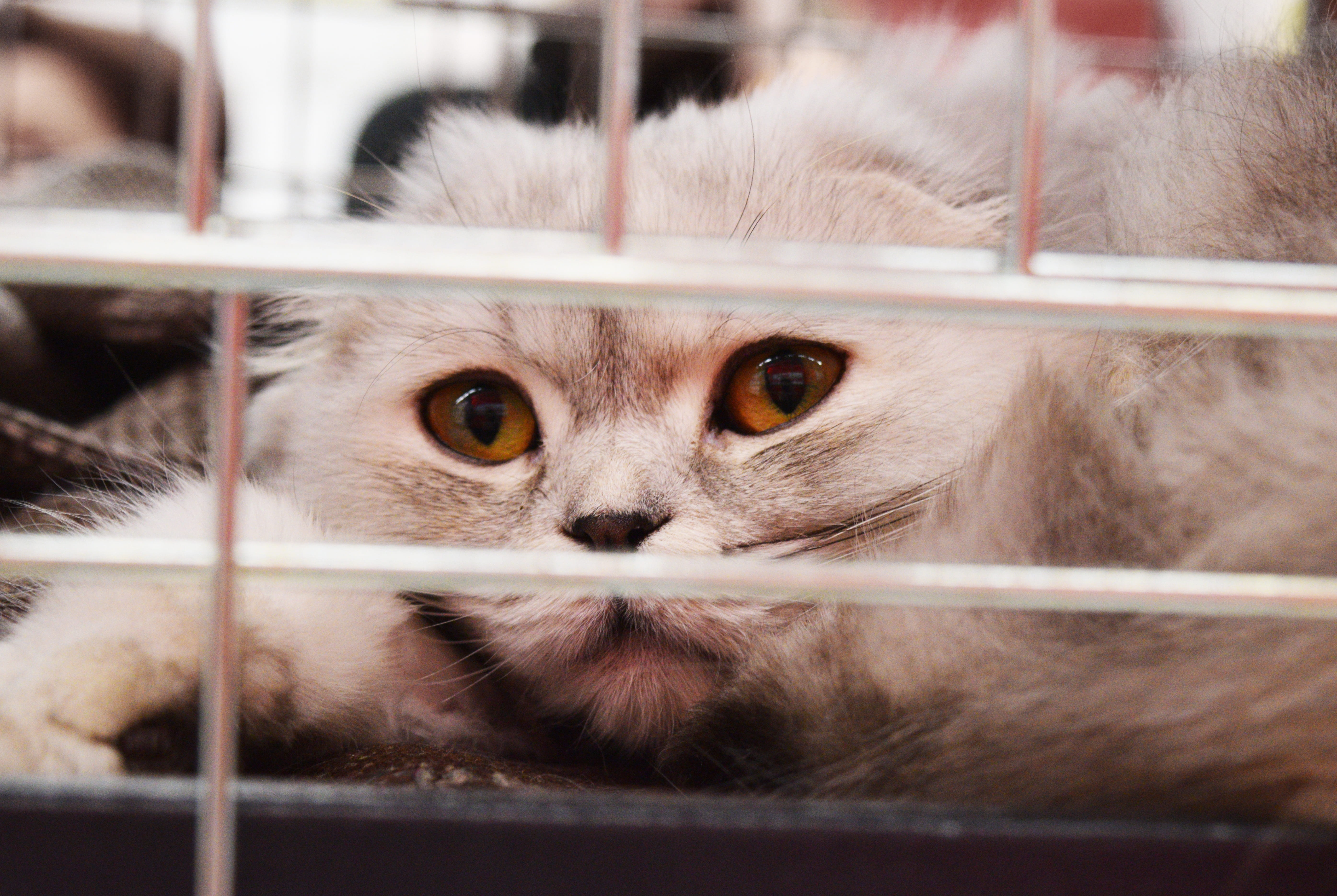 eyes, kitten, veterinary, grey, sad, abandoned, homeless, metal, one animal, stray, scared, cat, adorable, lost, shelter cat, photo, animal body part, looking, HD Wallpaper