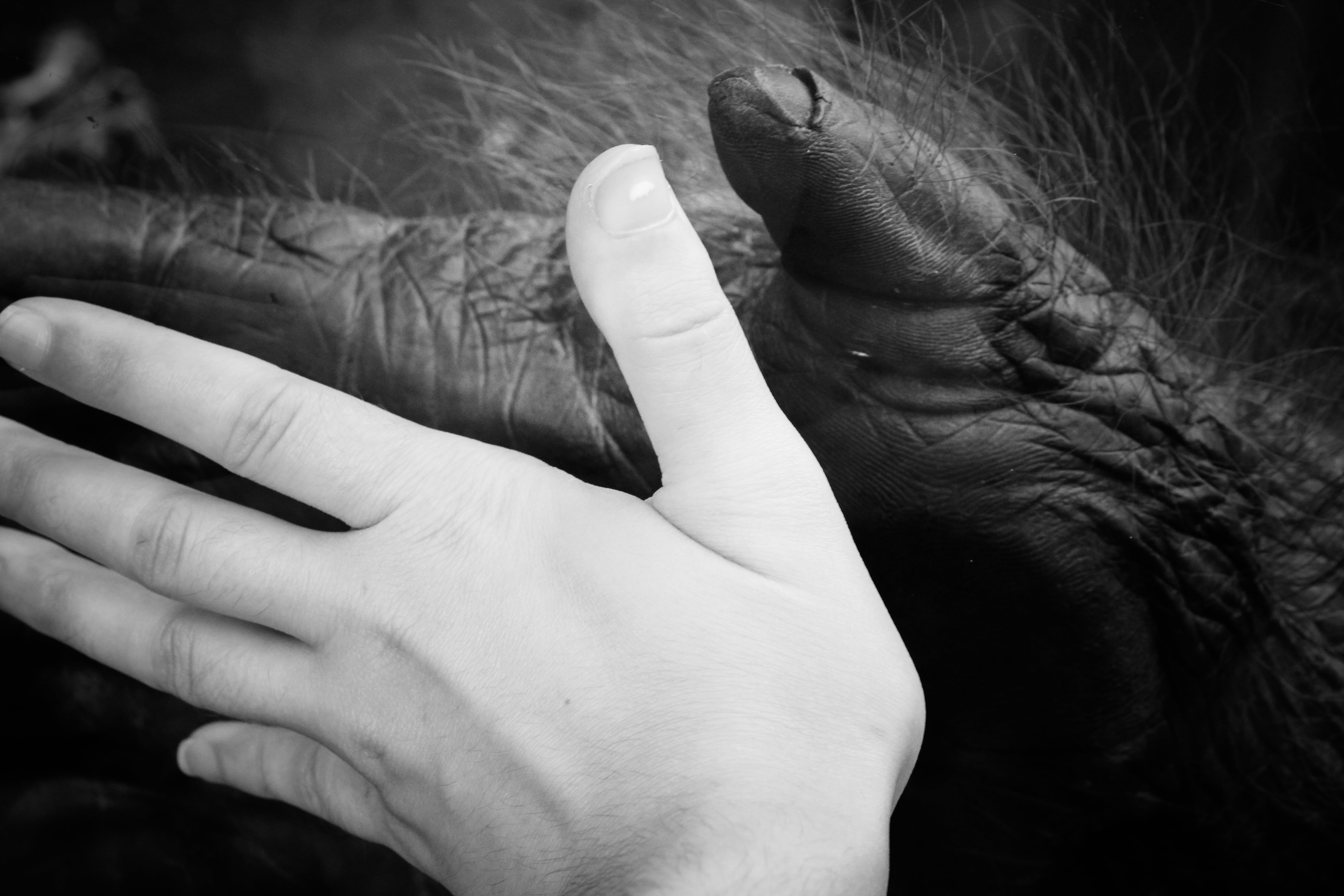 nature, women, sad, ape, hands, close-up, wrinkled, hand, human limb, emotion, black and white, cute, jungle, body part, touching, one woman only, human finger, HD Wallpaper