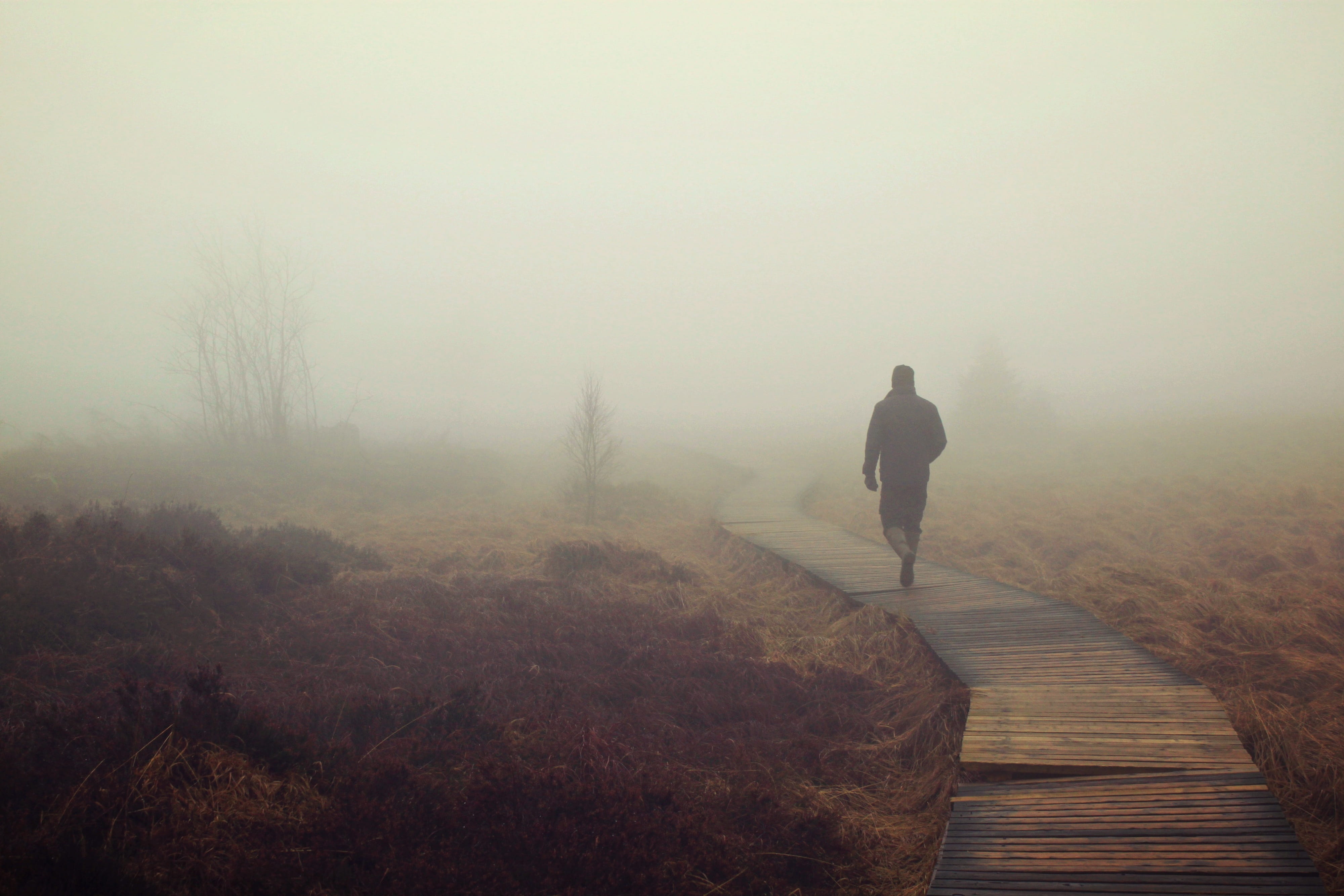 tree, nebellandschaft, walking on, marsh, landscape, nature, fogs, outdoor, moor, boardwalk, wooden boards, tranquility, rear view, weird, eifel, beauty in nature, HD Wallpaper