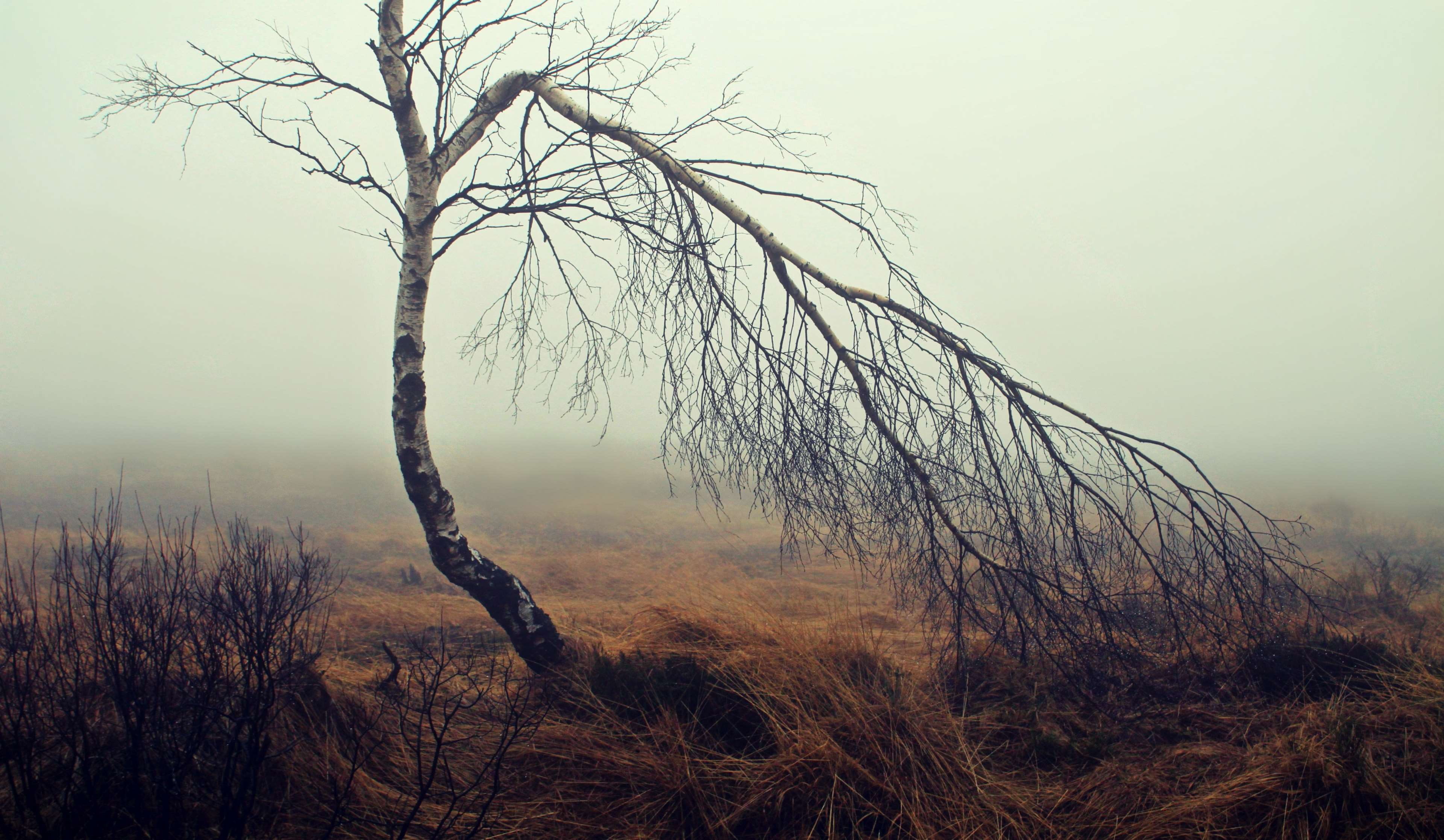 autumn, november mood, remote, non-urban scene, scenics - nature, moor, sky, tree, nature conservation, germany, kahl, nature, mystical, grass, dead plant, HD Wallpaper