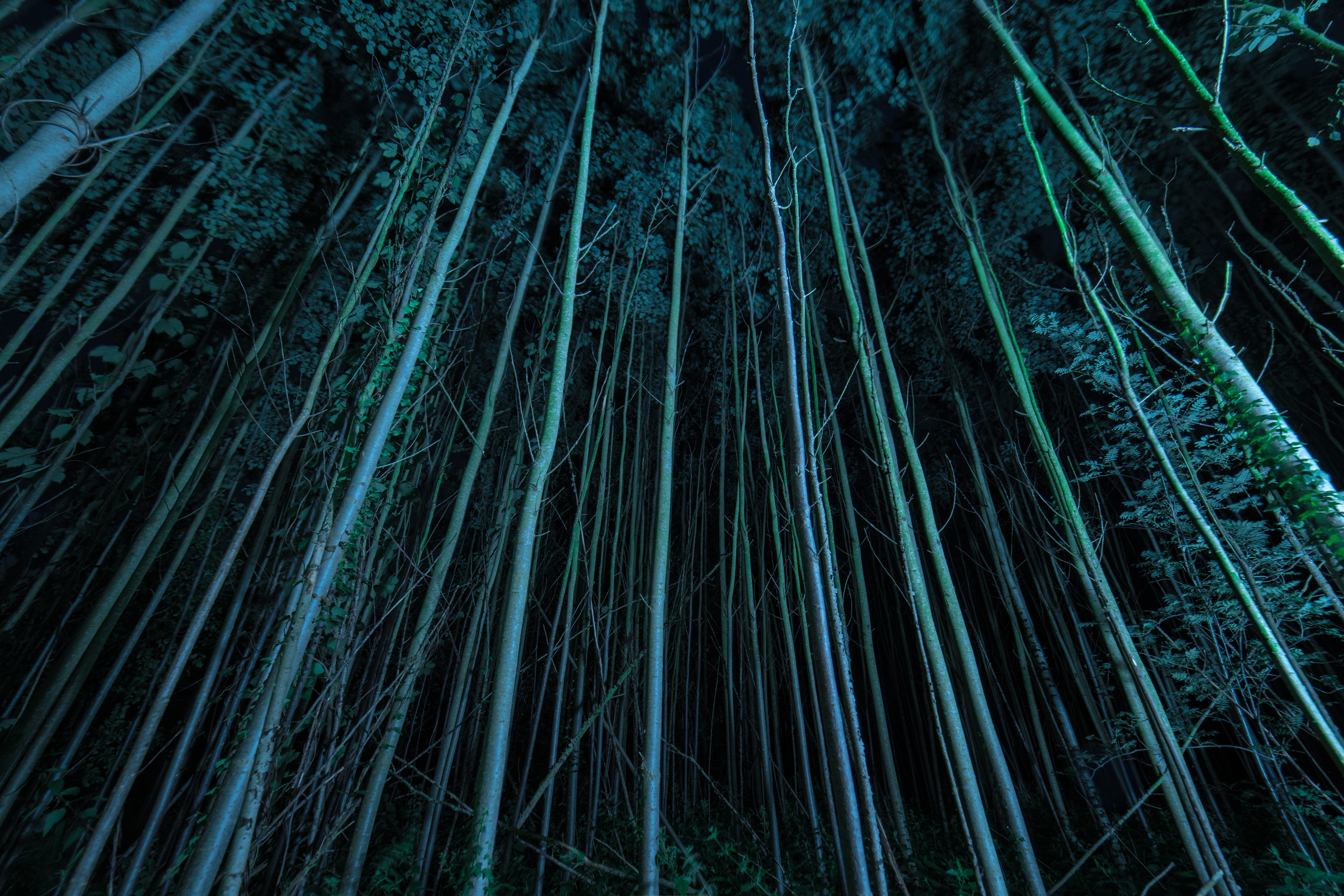 outdoors, woodland, backgrounds, beauty in nature, creepy, plant, spooky, magic, 5K, trees, full frame, tree, dark, no people, gloomy, scary, low angle view, HD Wallpaper