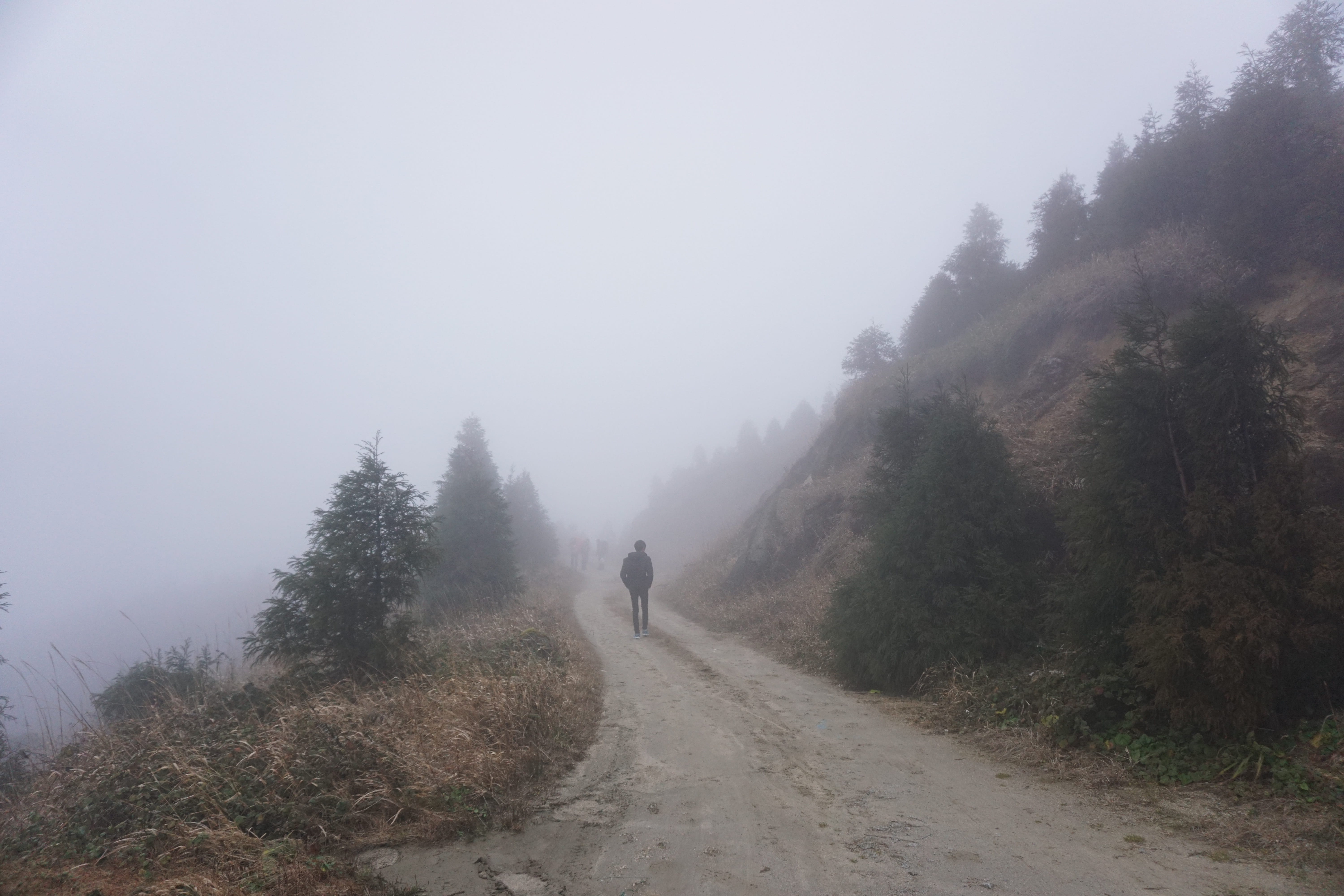 lane, mist, lifestyles, technique, foggy, hazy, cold, plant, walking on, rear view, backward, autumn, non-urban scene, leisure activity, transportation, HD Wallpaper