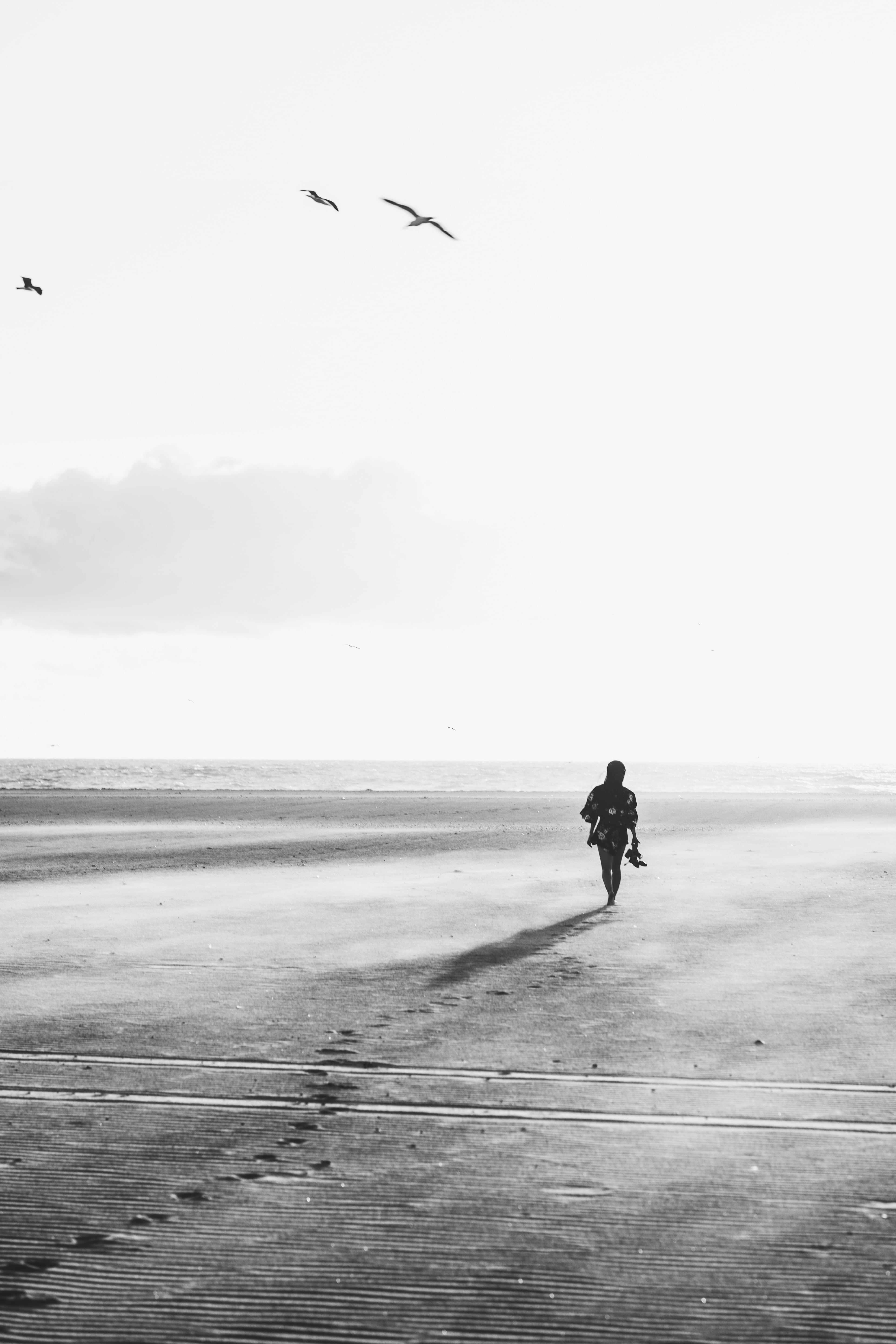 shore, animals in the wild, full length, day, one man only, 5K, land, bird, adult, vertebrate, walking, people, animal, sea, footprints, beach, sands, Phone HD Wallpaper