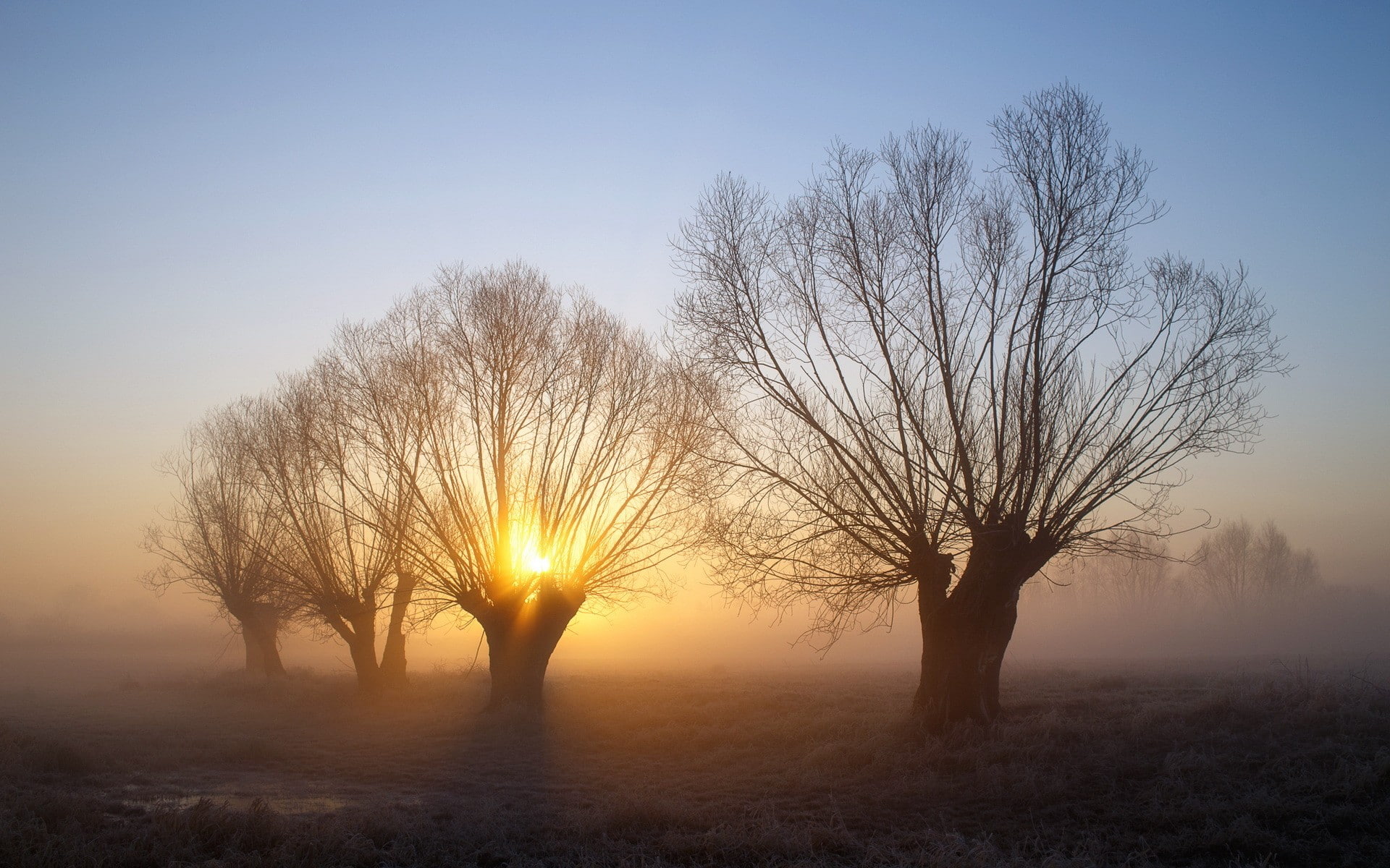 branch, trees, mist, 1080P, frost, nature, landscape, morning, cold, winter, HD Wallpaper