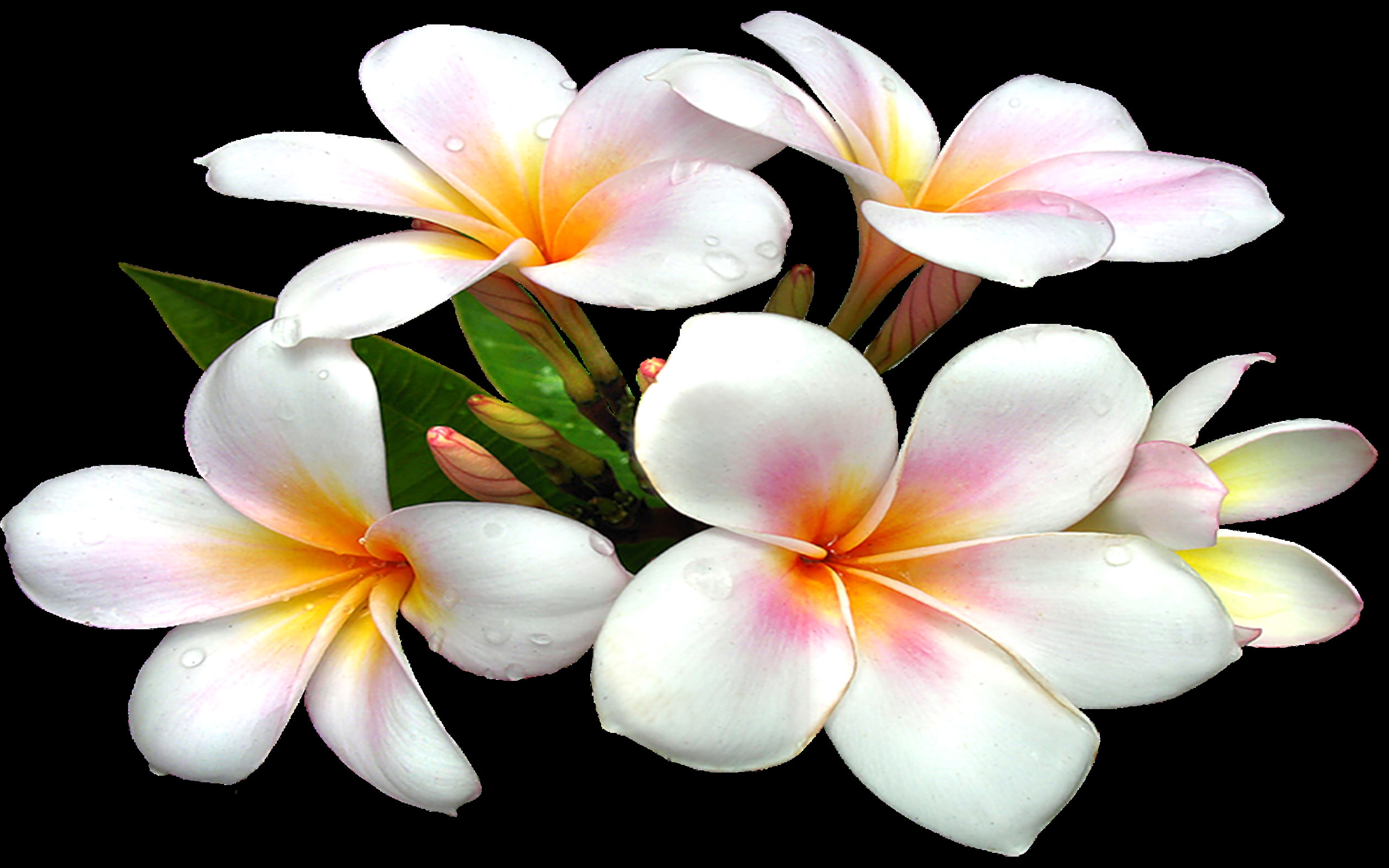 large, 2K, png, clipart, white, flower, HD Wallpaper