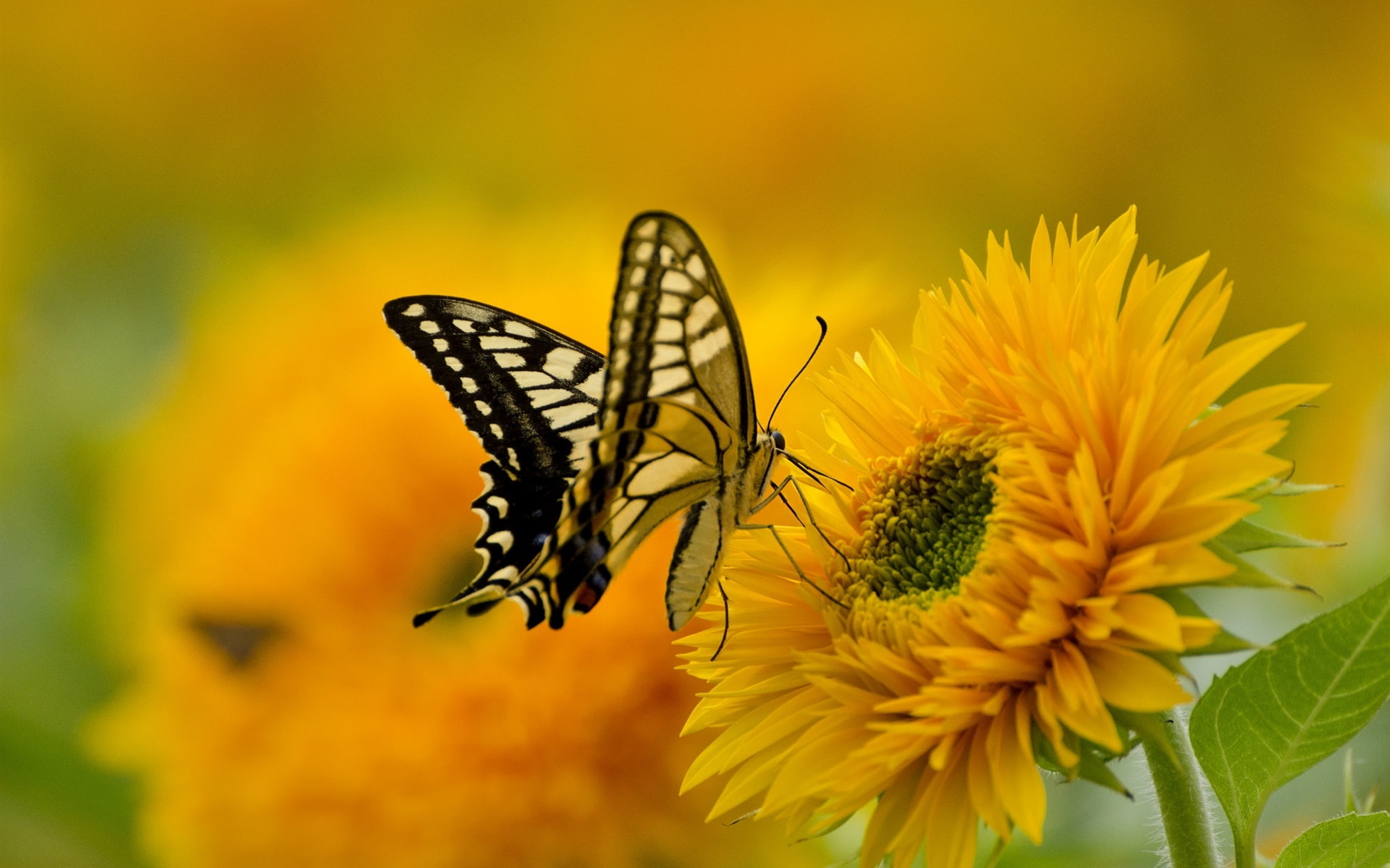Sunflower, Butterfly, Wings, 1080P, Petals, HD Wallpaper
